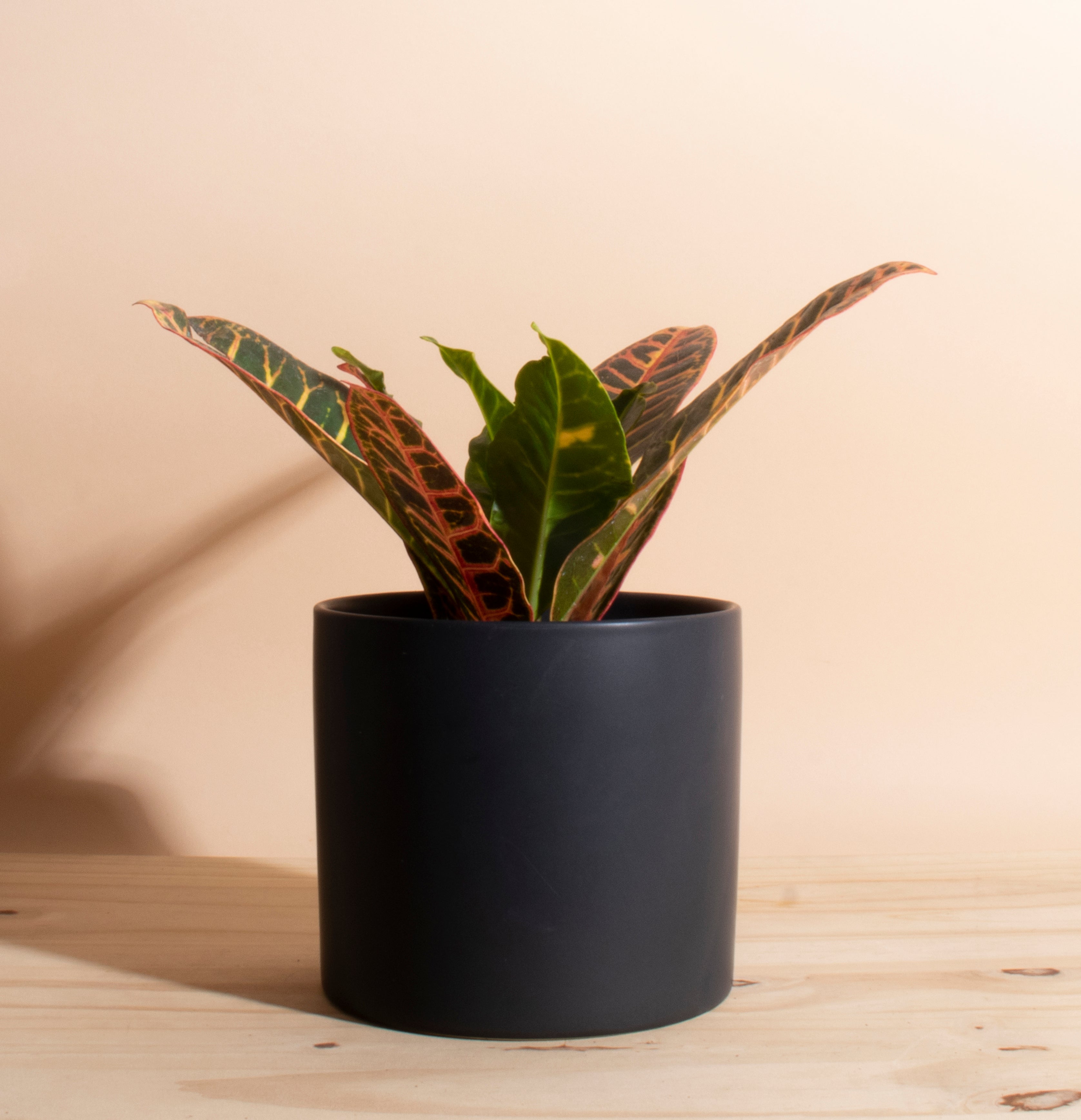 House Plants That Do Well In Warm Weather Shop Succulents