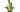 Non-Toxic Houseplants Animal Safe