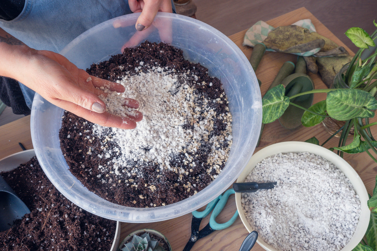 The Best Potting Soil for Indoor Succulents | Shop Succulents