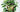 All About The Pothos Plant