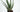 All About The Aloe Vera Plant