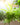 House Plants