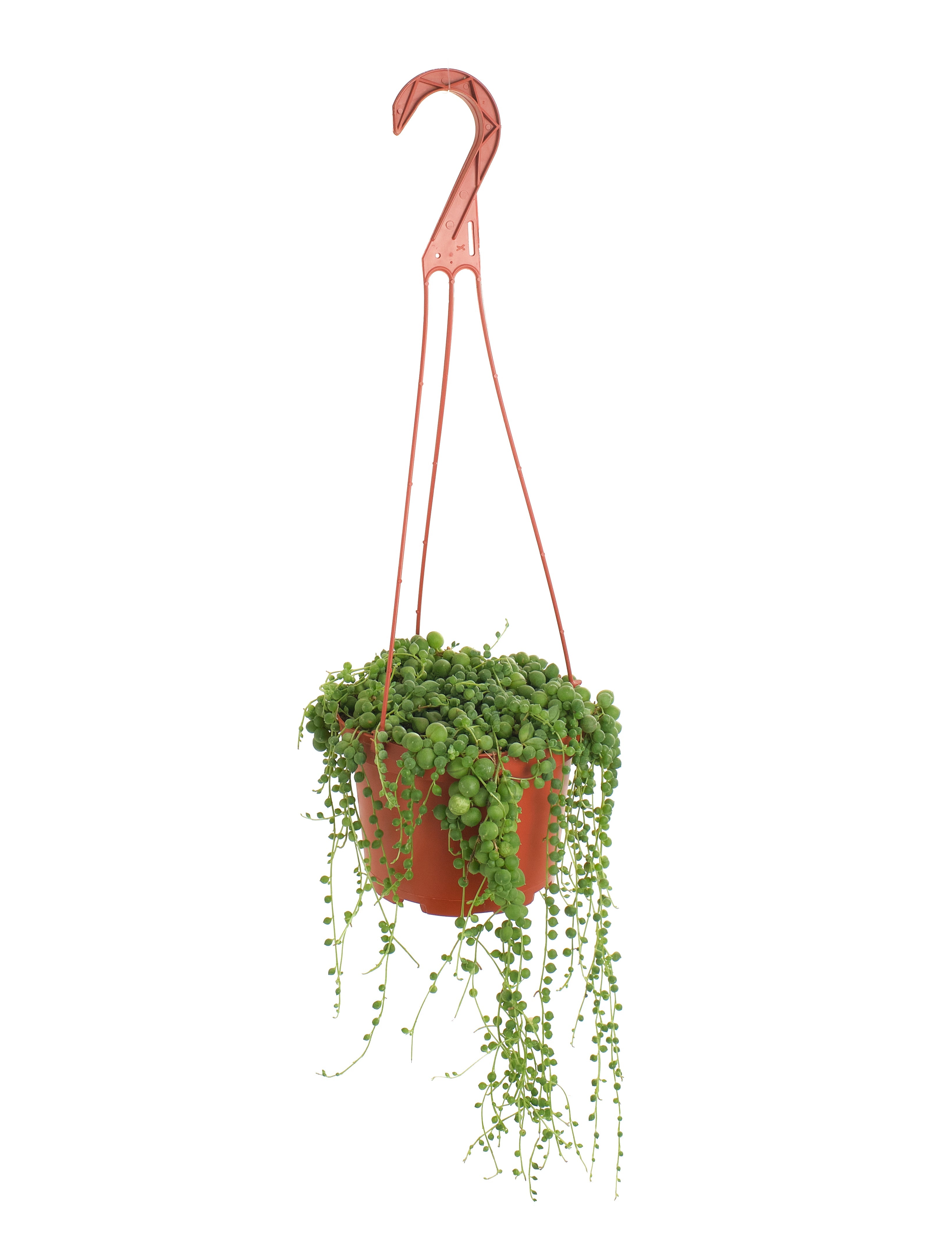 send hanging plants Shop Succulents 6" String of Pearls Hanging Succulent Live Plant, Versatile for Hanging Baskets, Vertical Gardens, Indoor & Outdoor Decor,