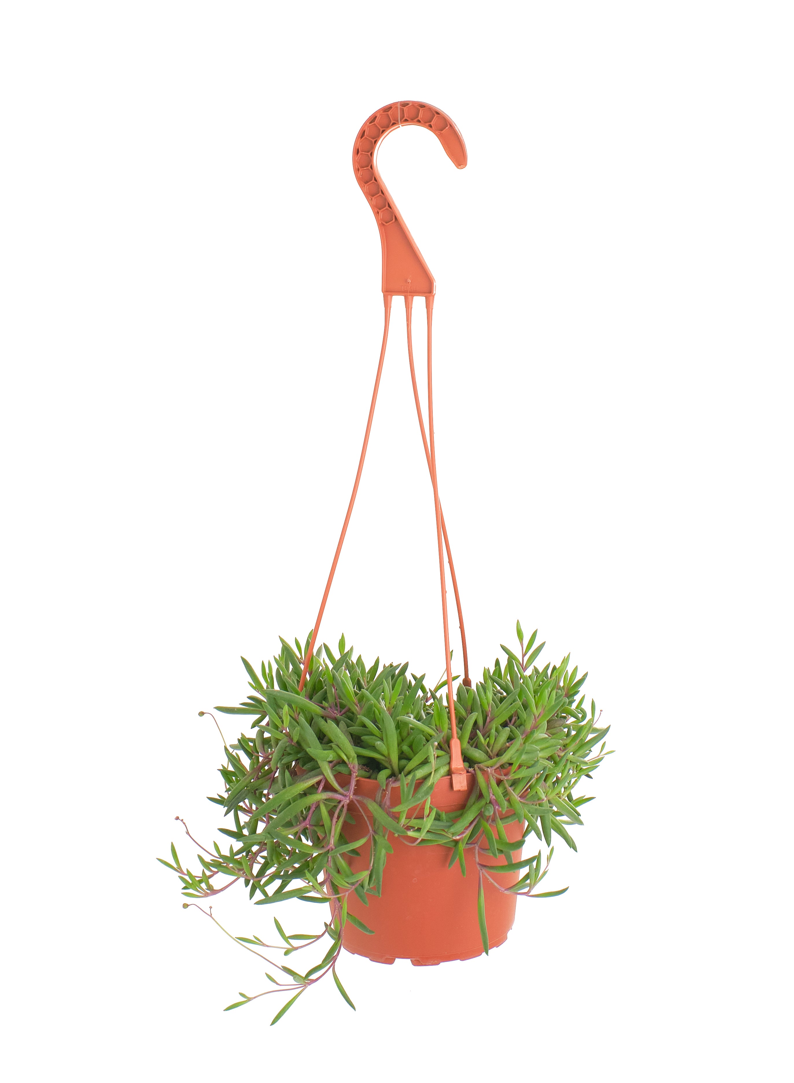 string of pickles succulent Shop Succulents | String of Succulents Collection | Ruby Necklace (Othonna Capensis) Live Outdoor/Indoor Hanging Succulent Plant