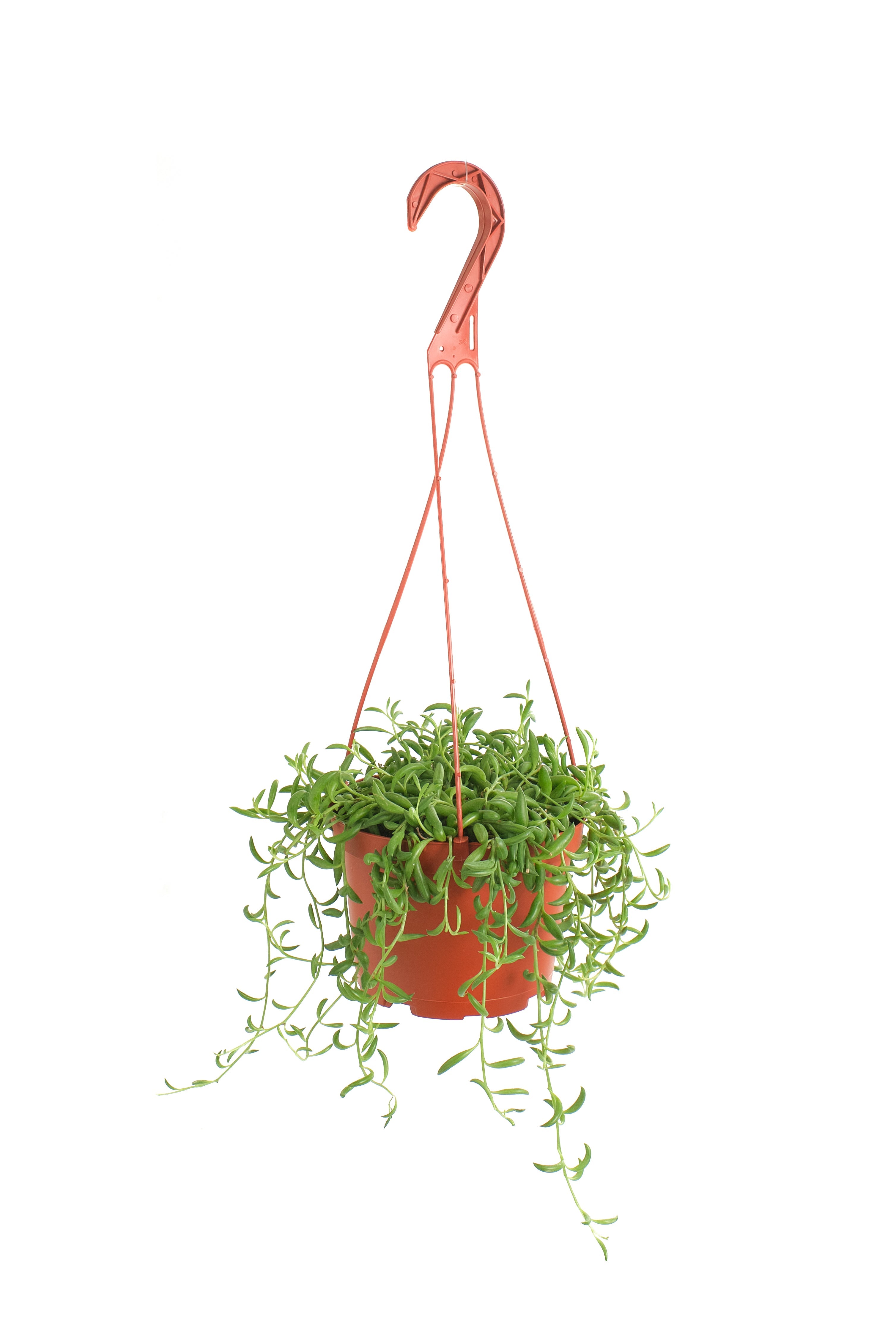 string of beans plant succulent Shop Succulents String of Bananas 6 inch Live Hanging Succulent Plant with Hanger