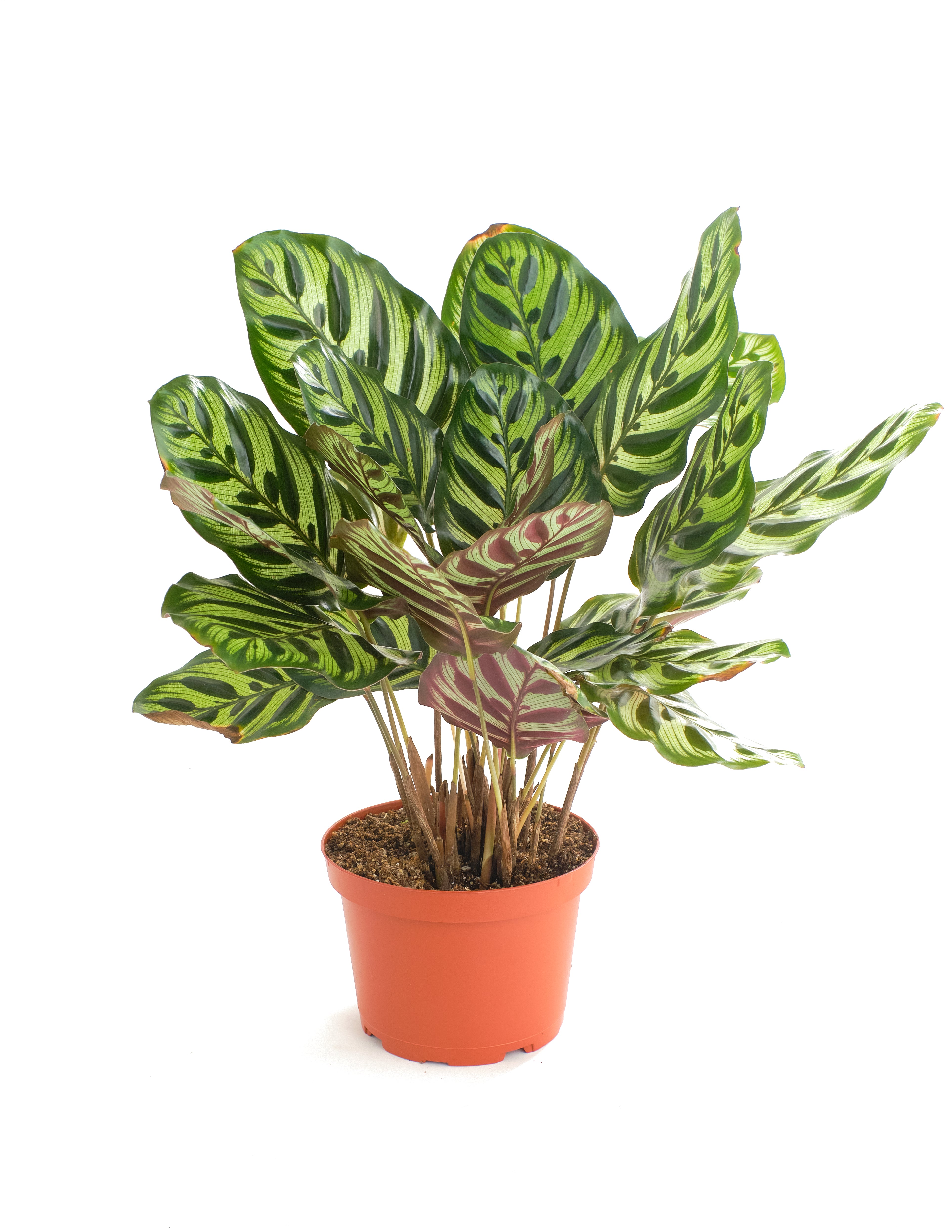 prayer plant peacock Calathea Makoyana 'Peacock Prayer Plant'