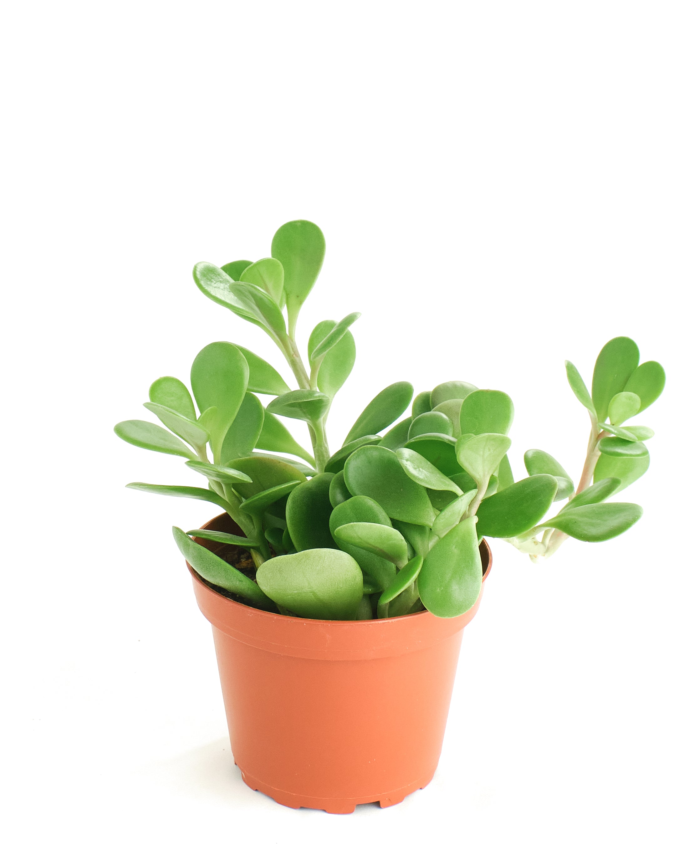 jade plant trailing Senecio Jacobsenii 'Trailing Jade' – Shop Succulents