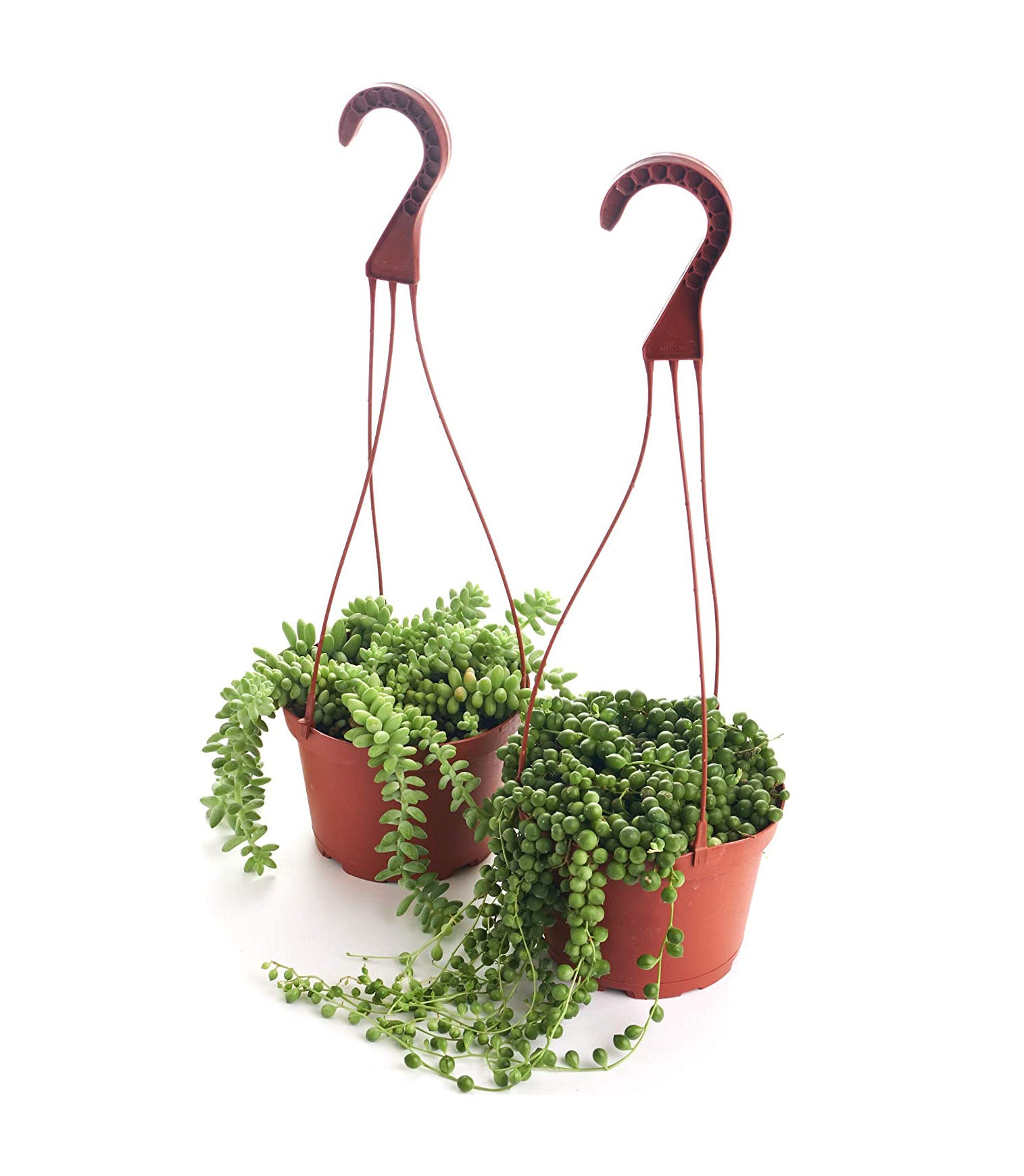 donkey tail string of pearls succulent plant String of Pearls and Burrito Sedum Variety Hanging Collection in 6 in. Grow Pots with Hangers