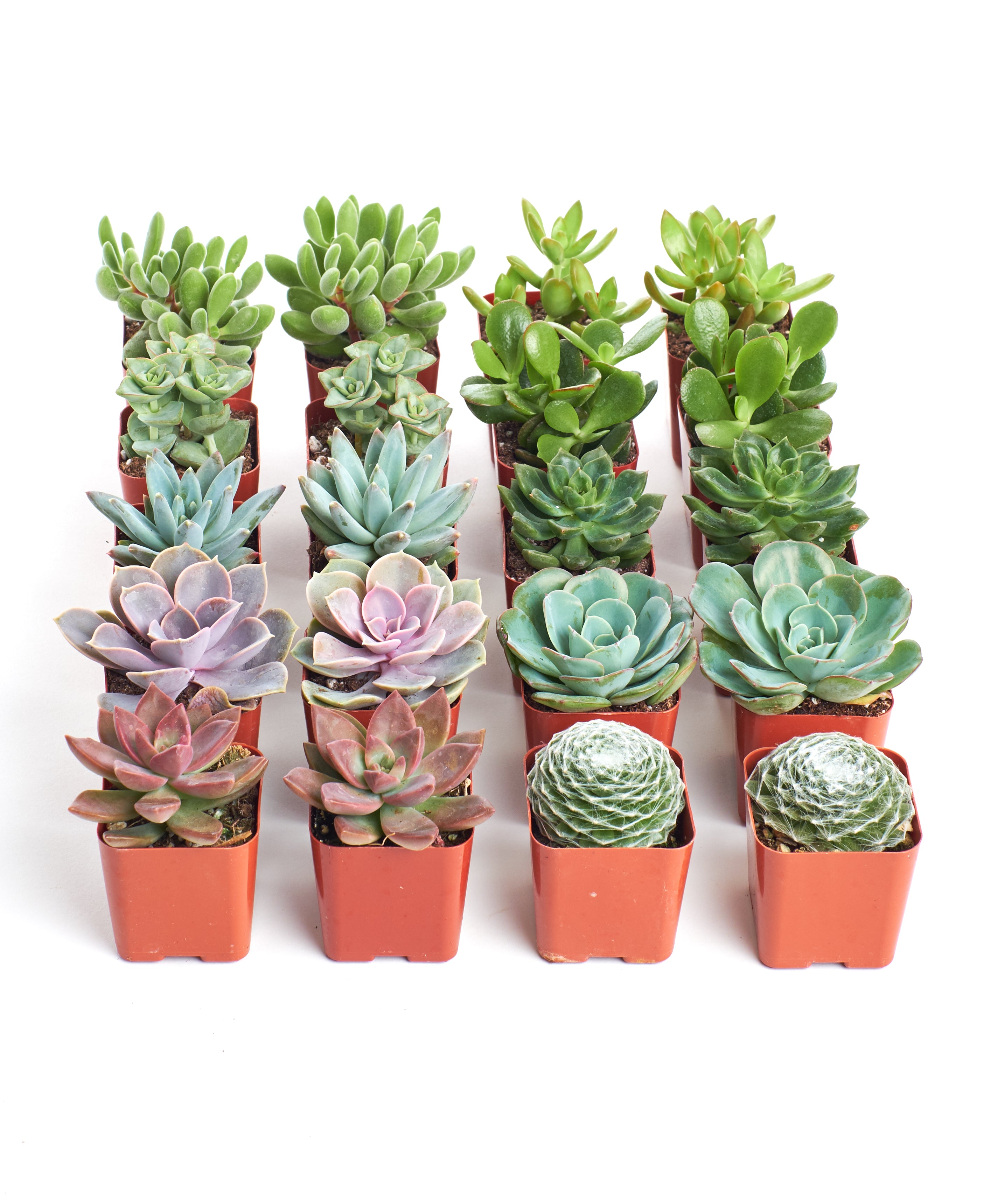 tiny potted succulents Shop Succulents | Assorted Collection of Live Succulent Plants, Hand Selected Variety Pack of Mini Succulents