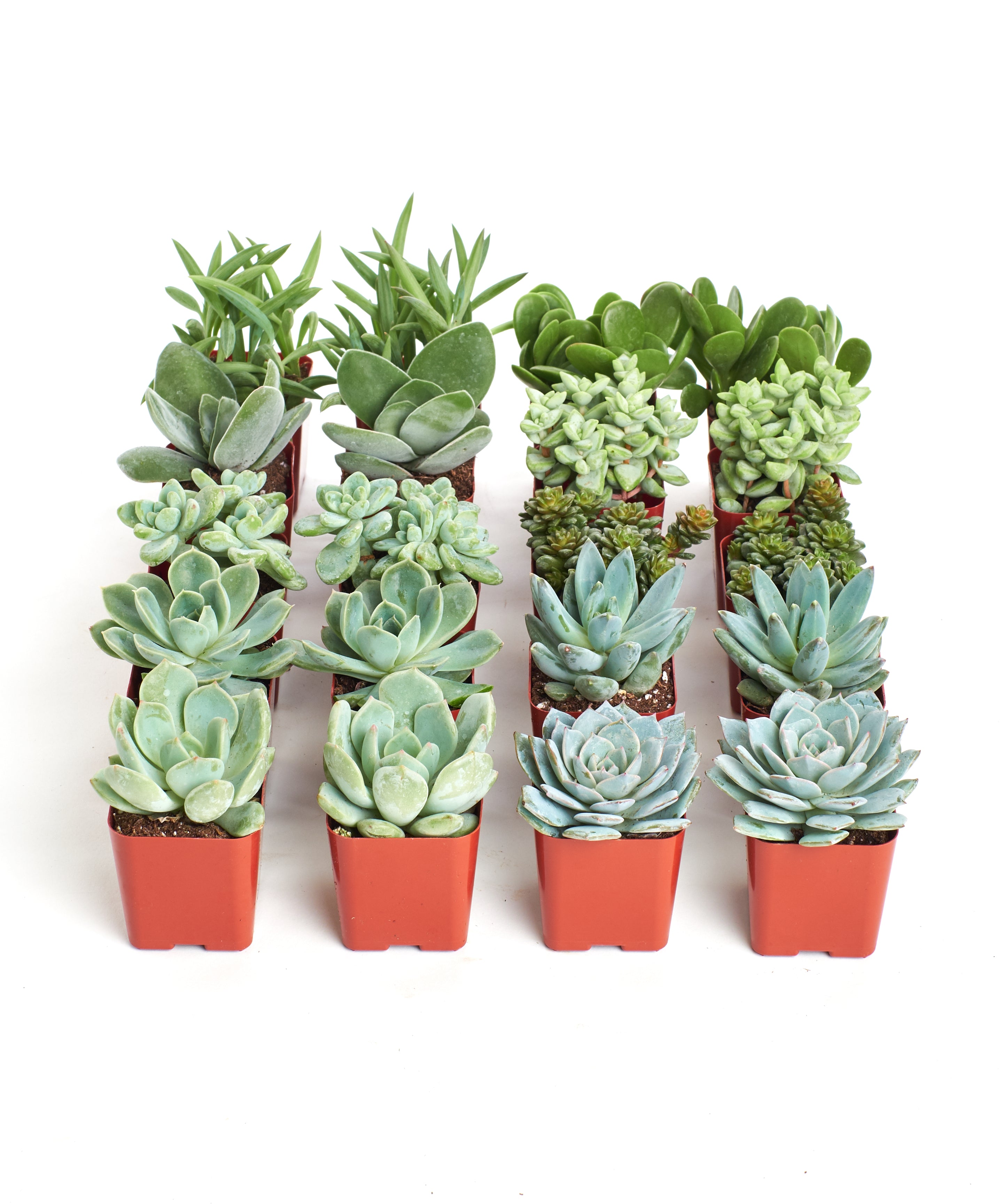 succulent plants shipped Shop Succulents | Blue/Green Live Plants, Hand Selected Variety Pack of Mini Succulents