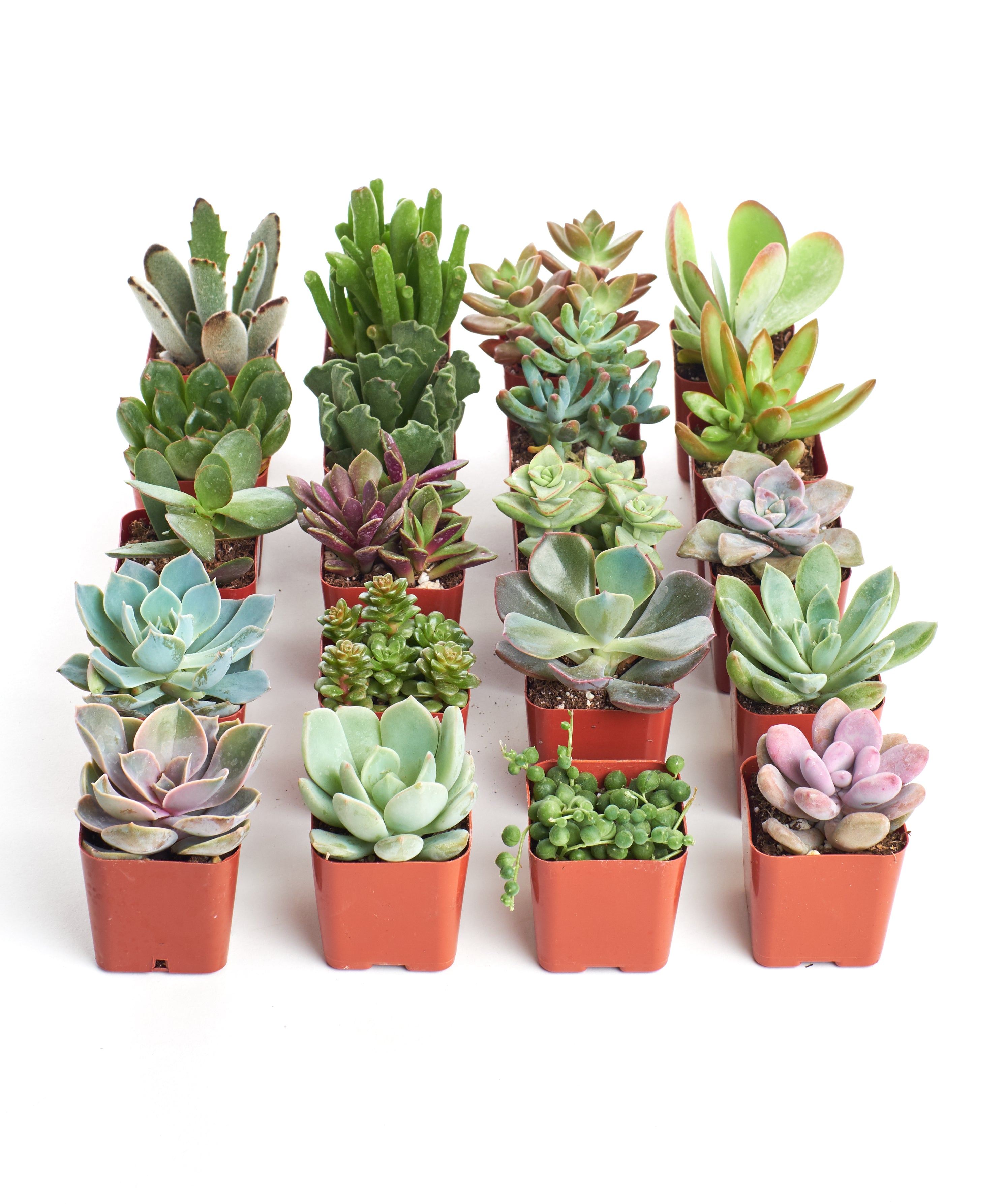 small succulent Shop Succulents Unique Succulent Plant Pack Collection - Live Mini Succulent Plants, Low Maintenance, Exceptional Colors & Textures