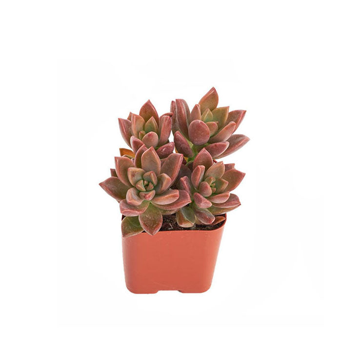 vera higgins succulent care Graptosedum 'Vera Higgins'
