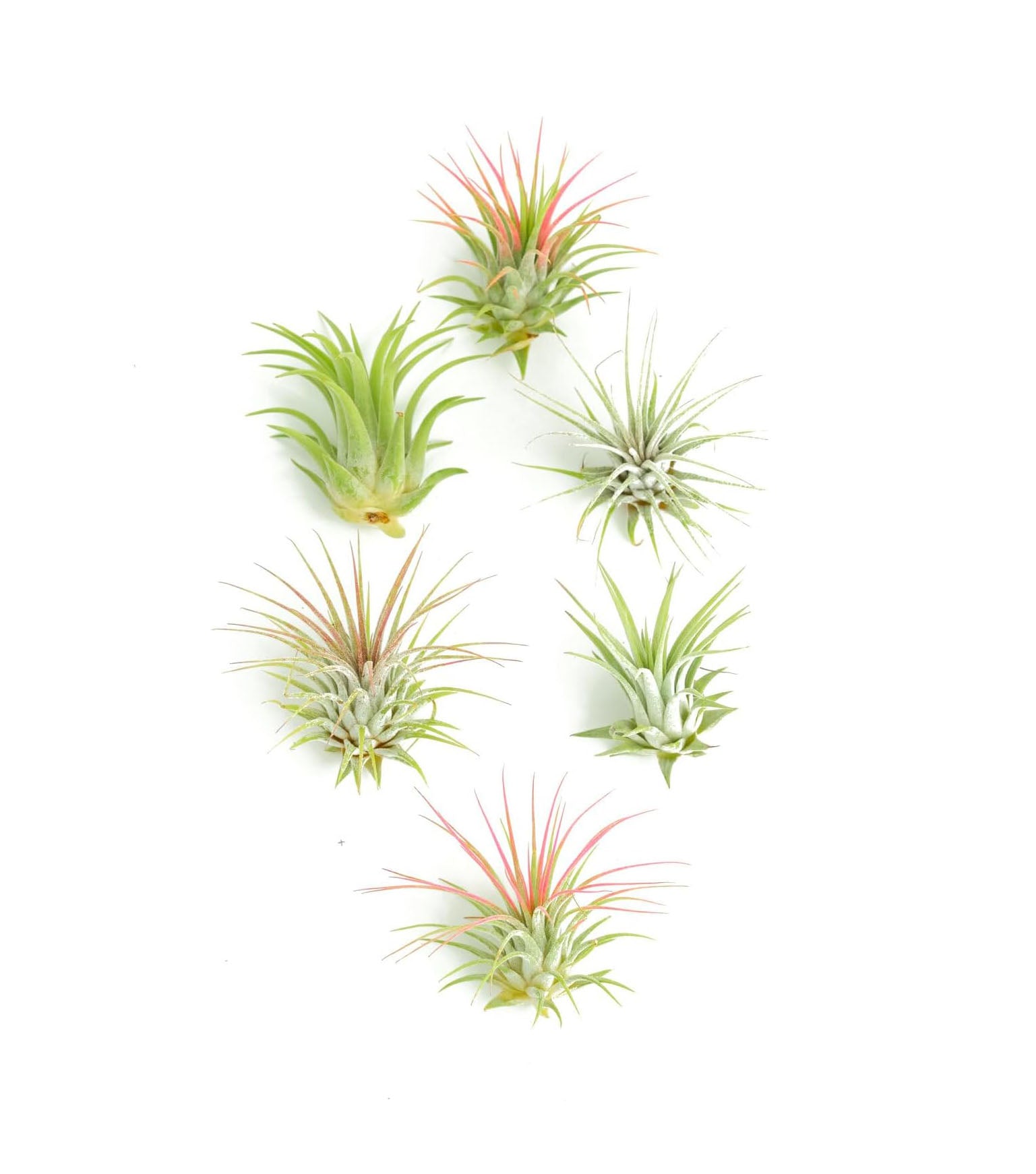 wholesale air plants Shop Succulents Ionantha Tillandsia Air Plants, Assorted Mini Live Indoor Plant Bundle for Home Decor & Gifts, Low Maintenance, Natural Air Purifier