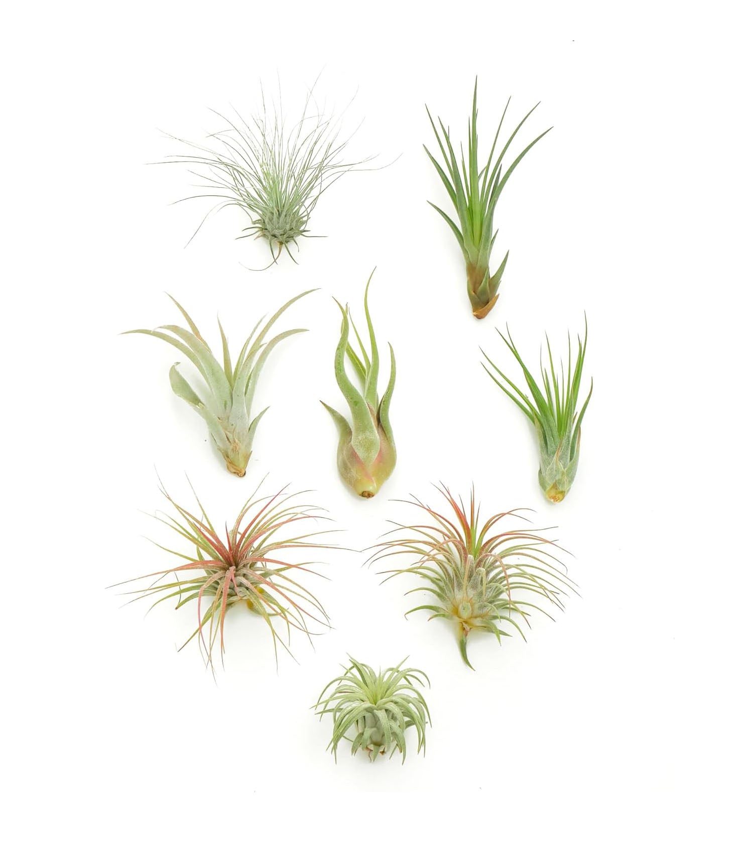smallest air plant Shop Succulents Ionantha Tillandsia Air Plants, Assorted Mini Live Indoor Plant Bundle for Home Decor & Gifts, Low Maintenance, Natural Air Purifier