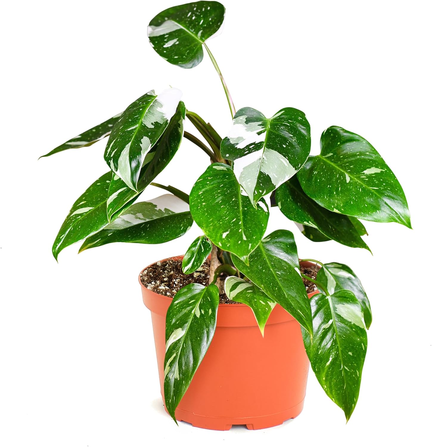 philodendron white princess buy Philodendron White Princess – Shop Succulents