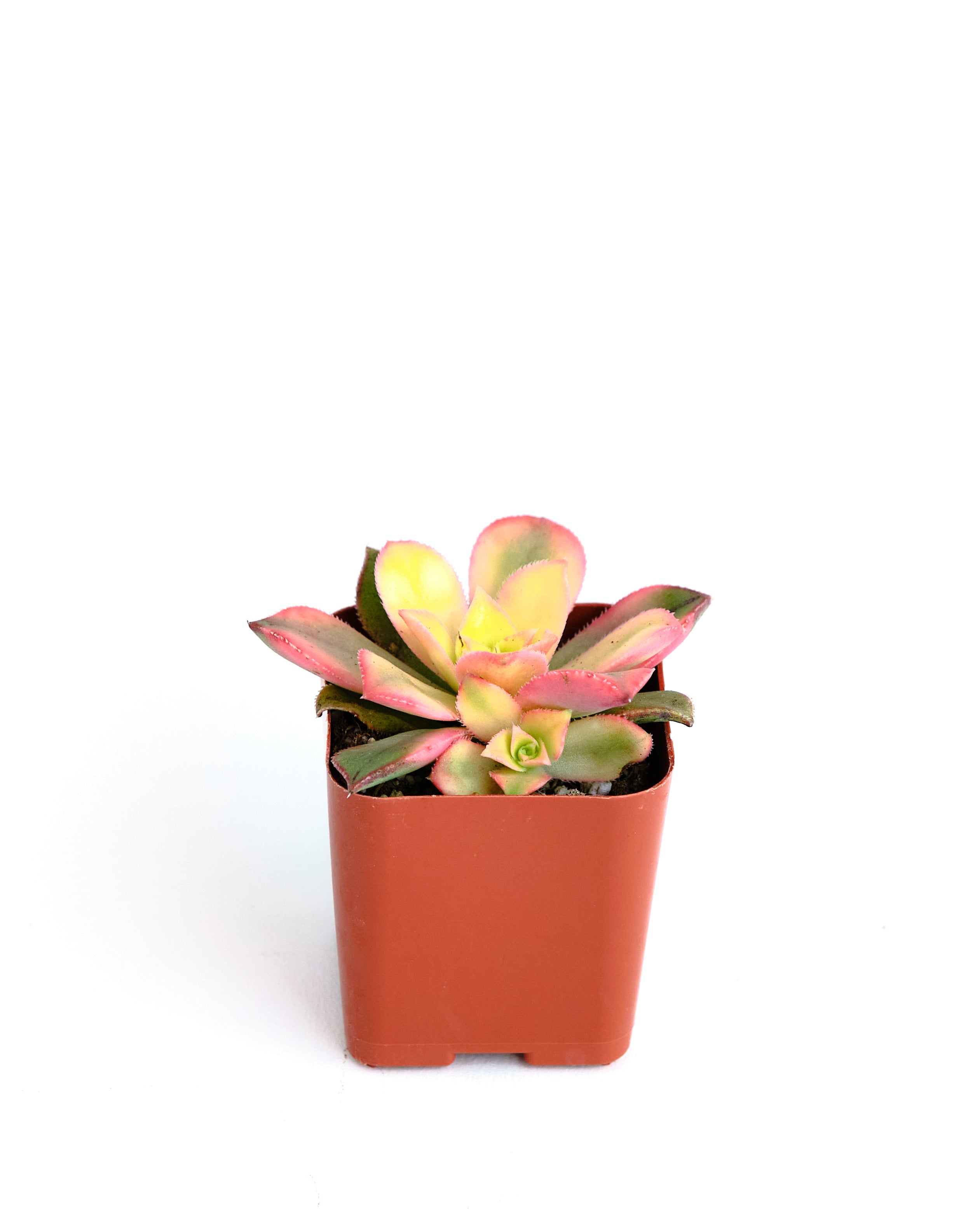kiwi succulent flower Aeonium haworthii 'Kiwi' – Shop Succulents