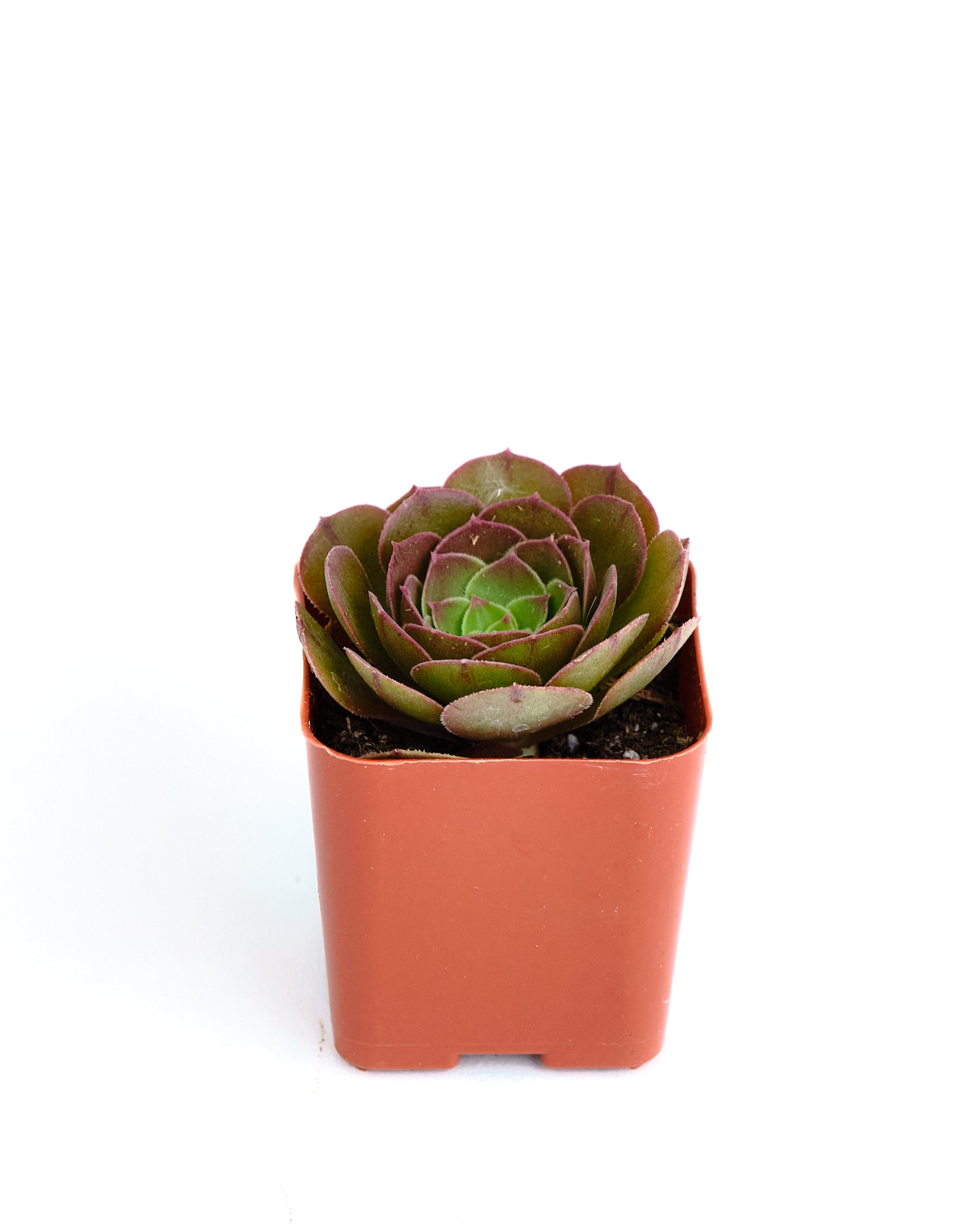 aeonium blushing beauty succulent Aeonium 'Blushing Beauty' – Shop Succulents