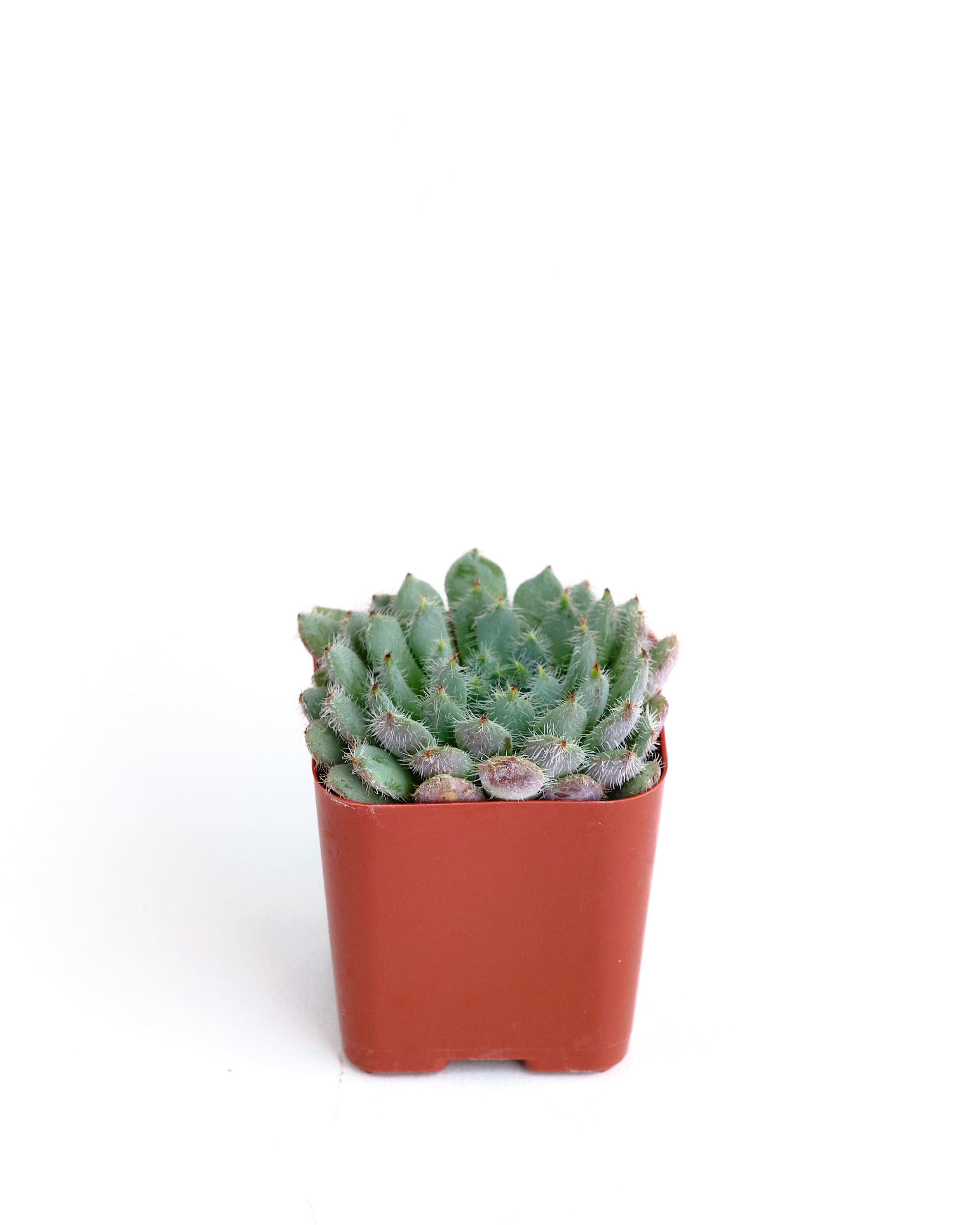setosa succulent Echeveria 'Blue Setosa' – Shop Succulents