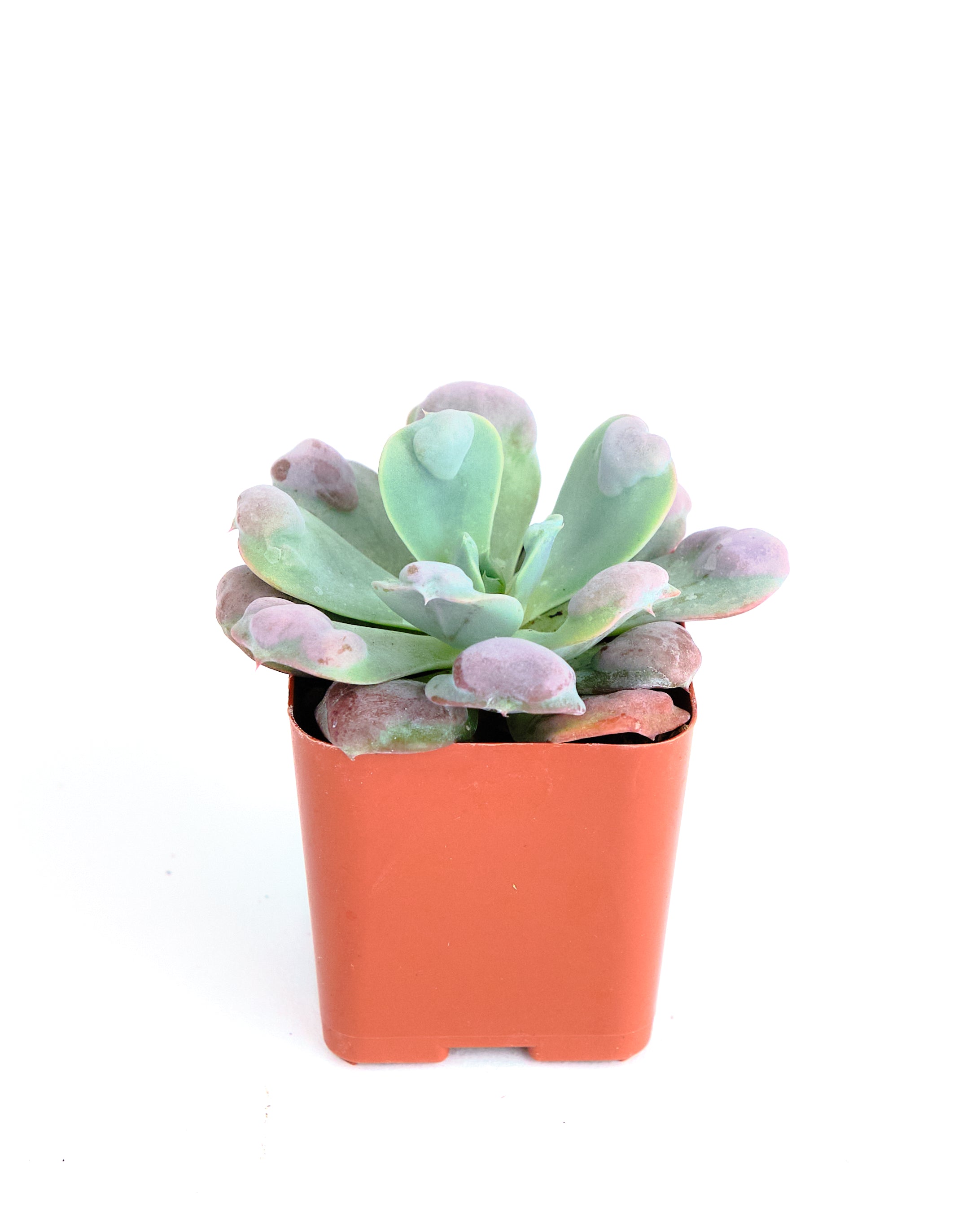 raindrop succulent Echeveria 'Raindrop' – Shop Succulents