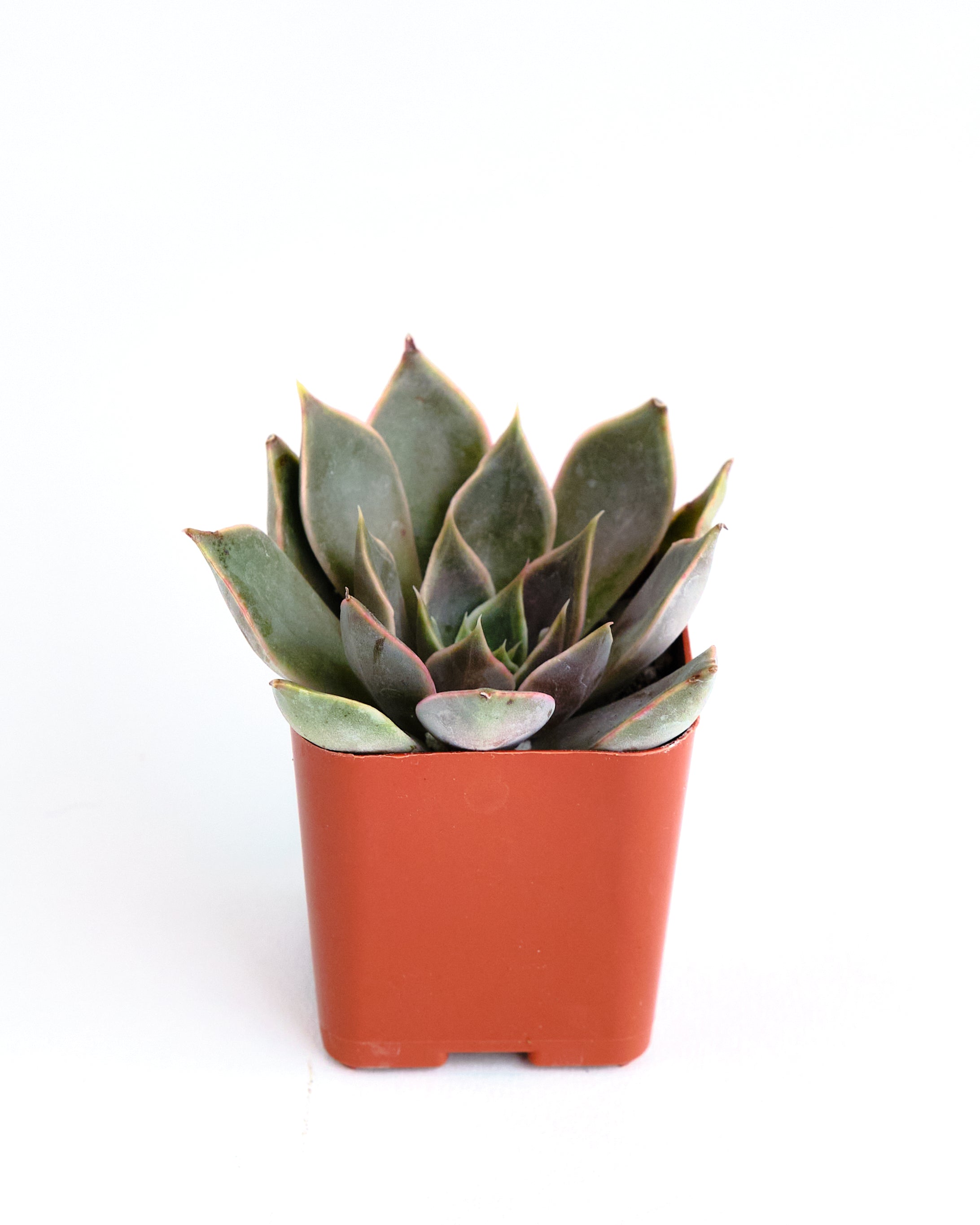 shiny succulent Echeveria 'Silver Shine'