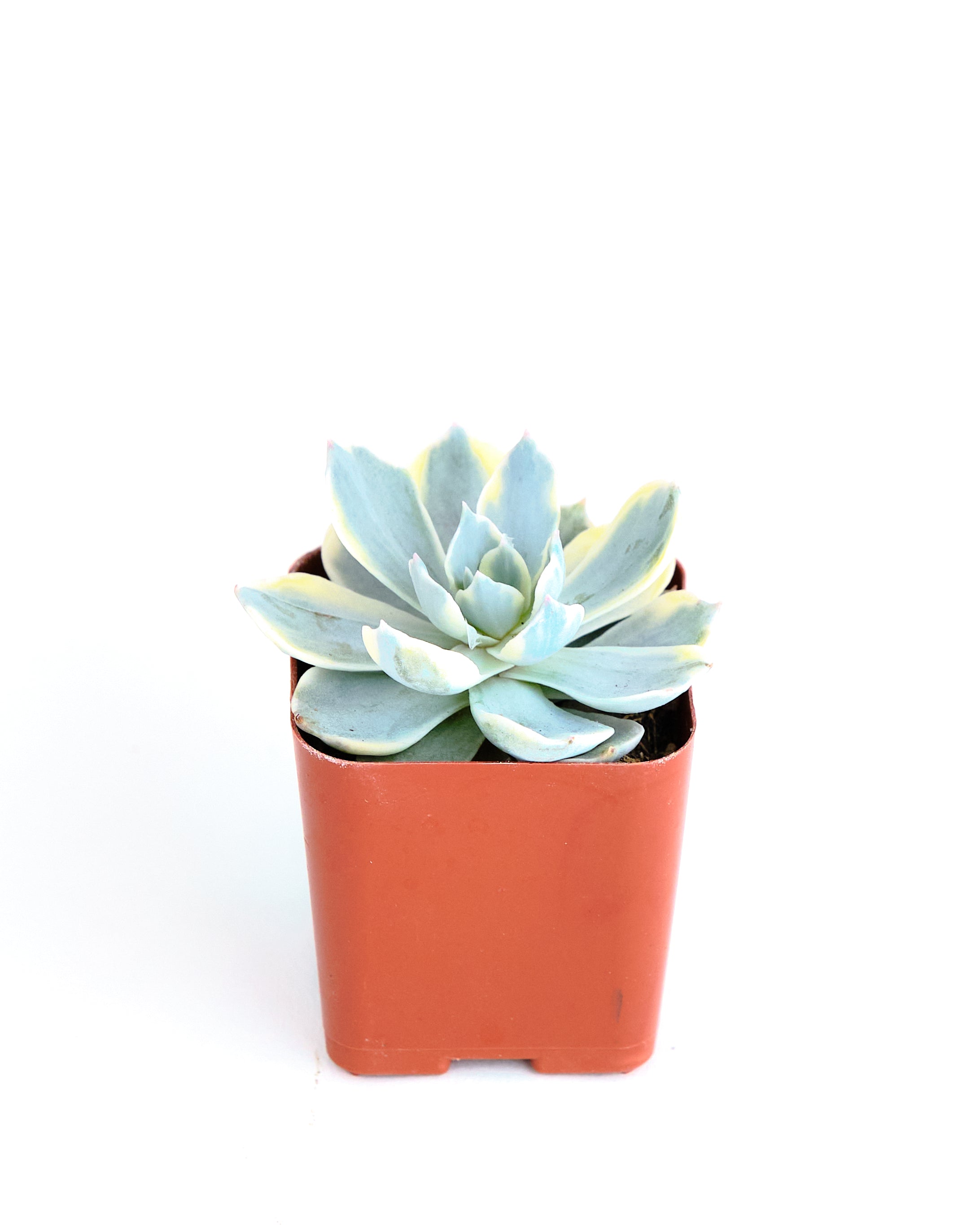 succulent sub Echeveria 'Variegated Subsessilis' – Shop Succulents