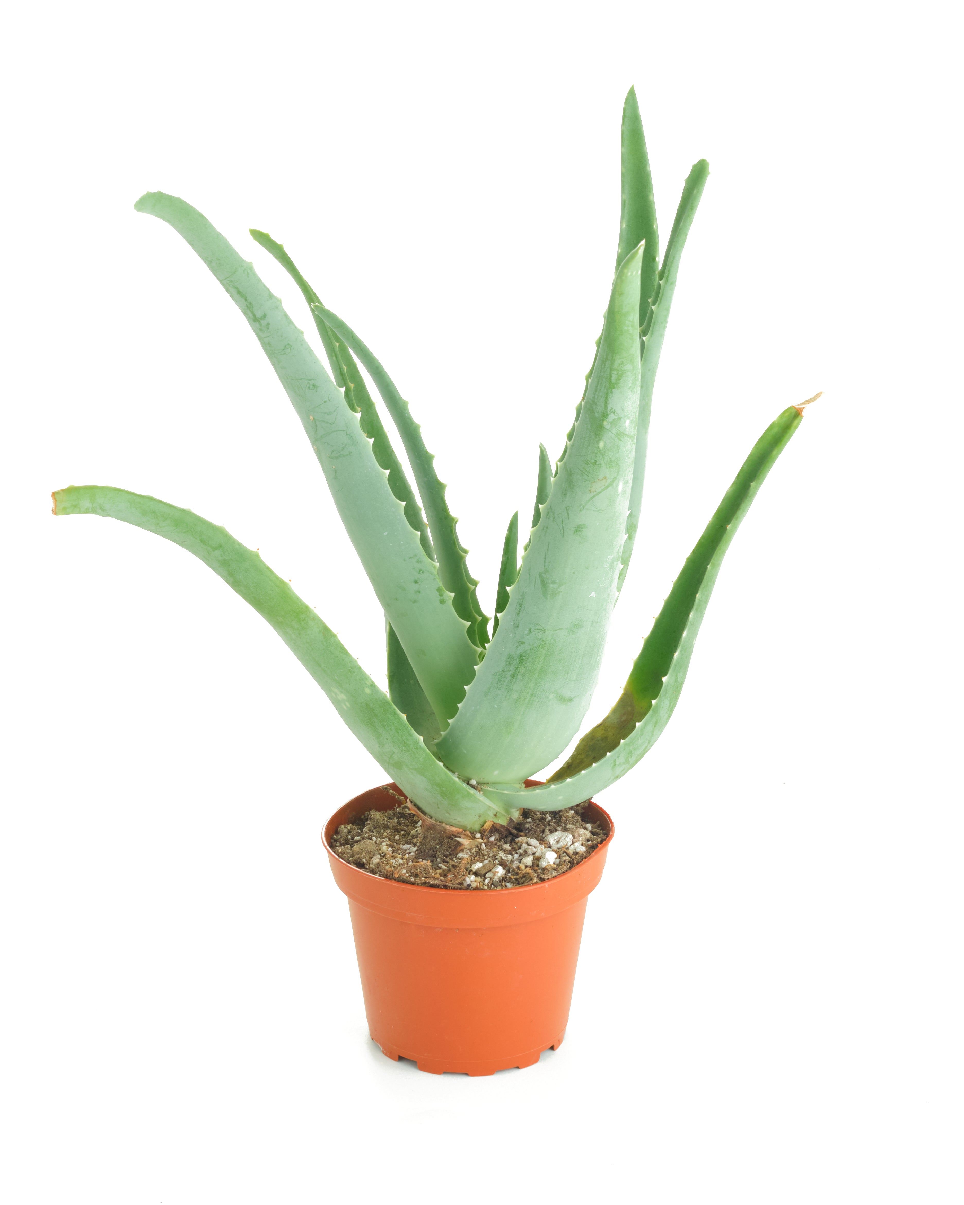 ship aloe vera plant Aloe Vera Plant