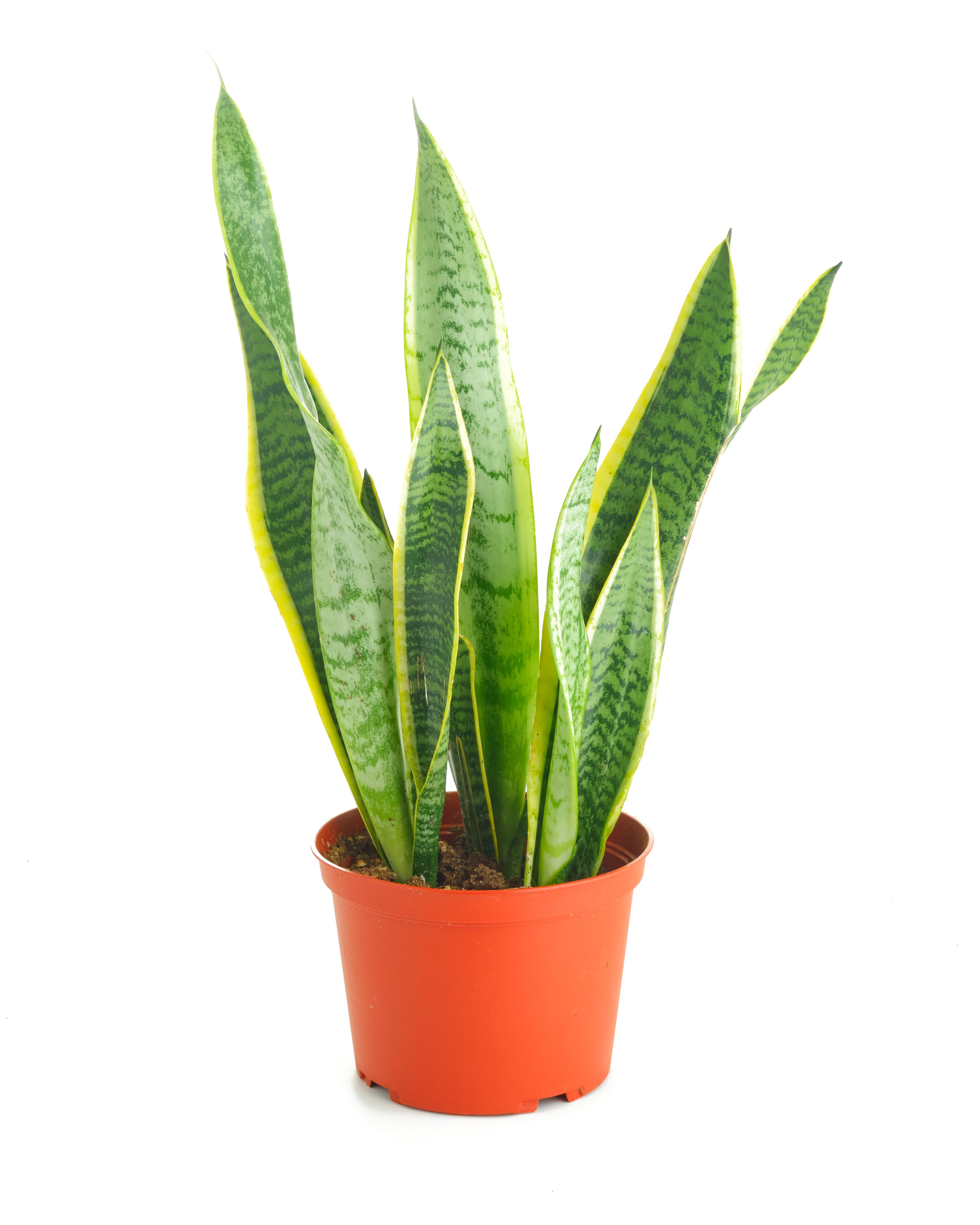 snake plant free shipping Sansevieria Laurentii 'Snake Plant' – Shop Succulents