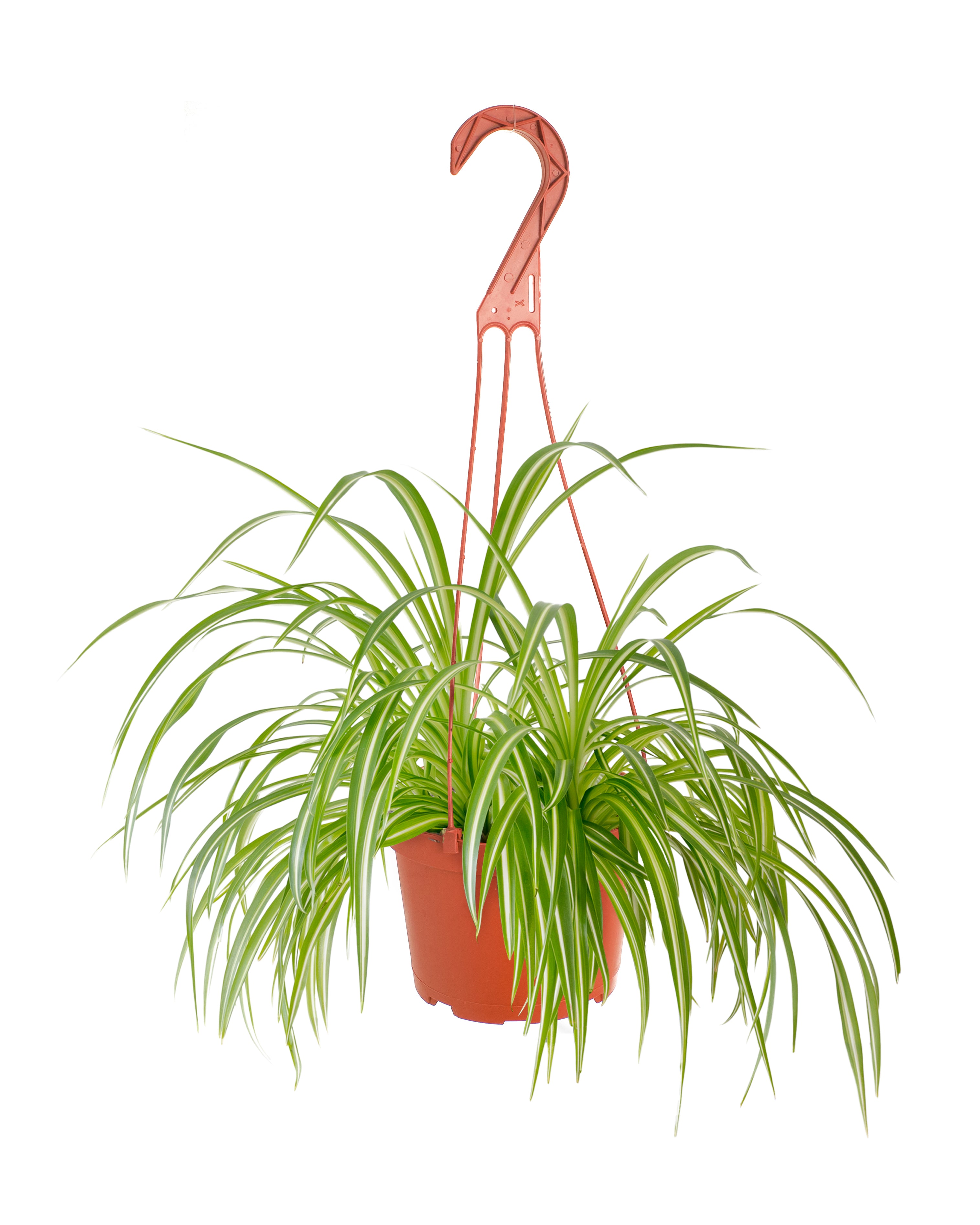 spider plant air plant Chlorophytum comosum 'Spider Plant' – Shop Succulents