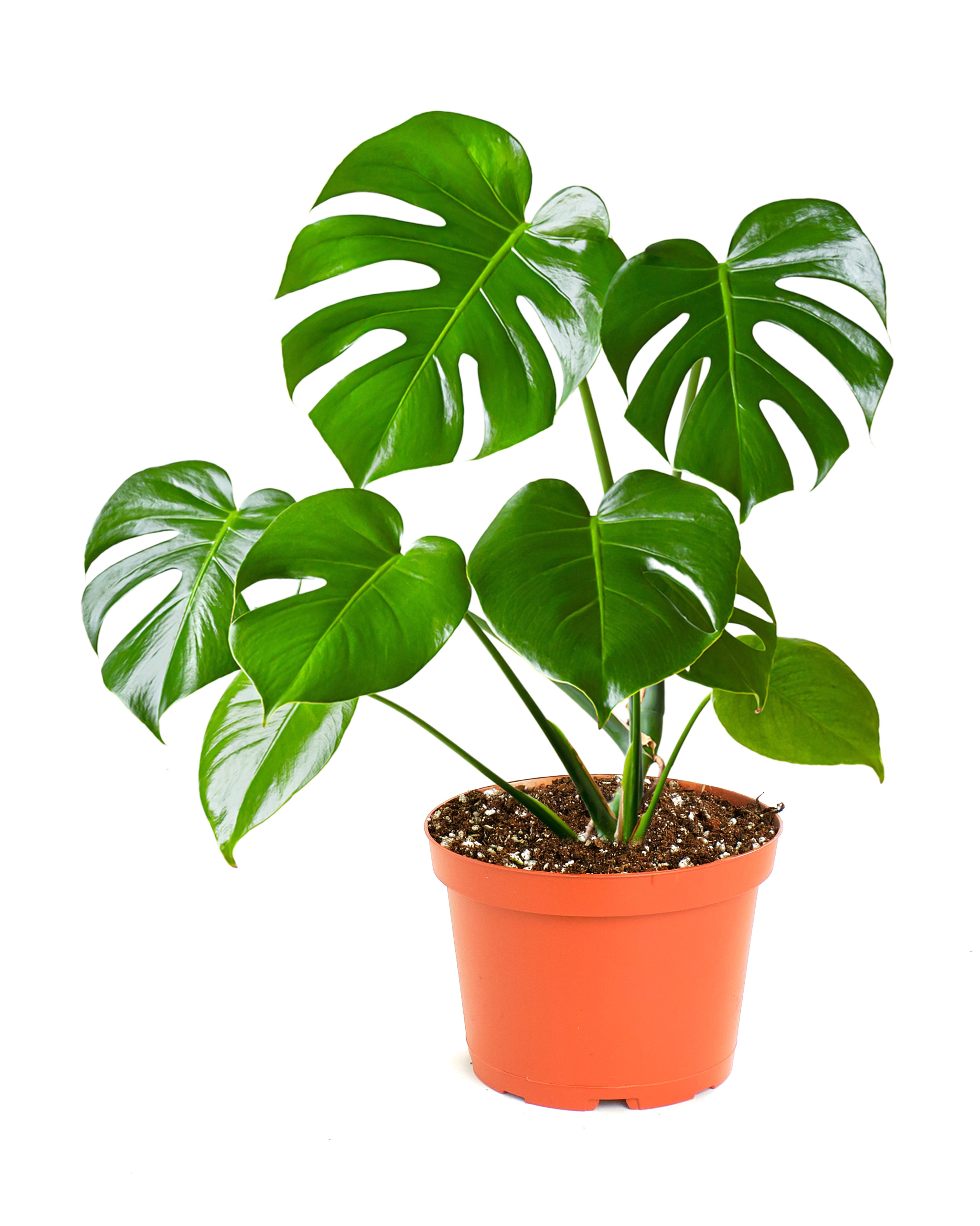 monstera deliciosa split Monstera Deliciosa 'Split Leaf'