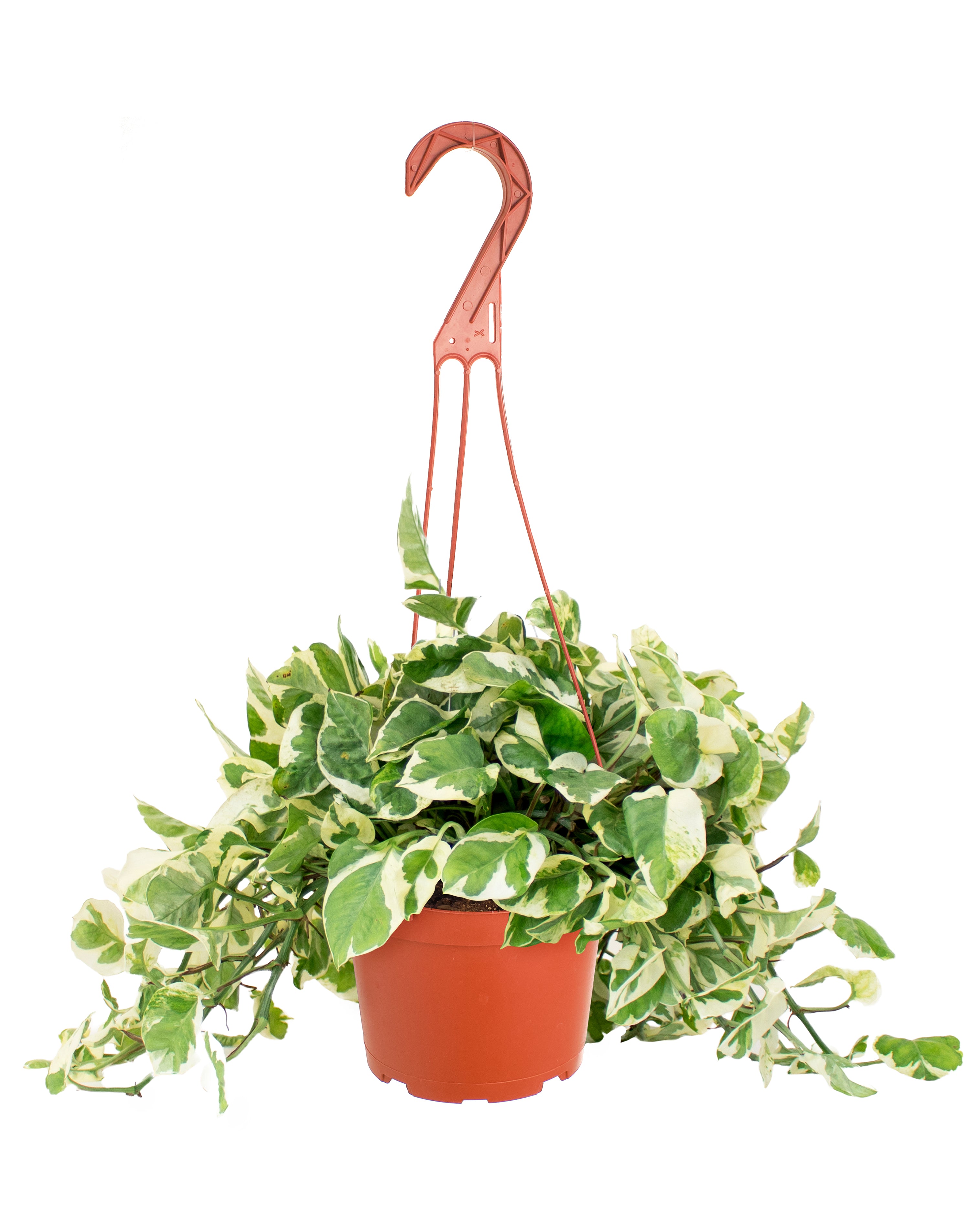 njoy pothos vs pearls and jade Shop Succulents Pothos Pearls & Jade, Live Indoor Plant, Low Maintenance Houseplant with Elegant Green and White Variegated Leaves, Home Decor, Office