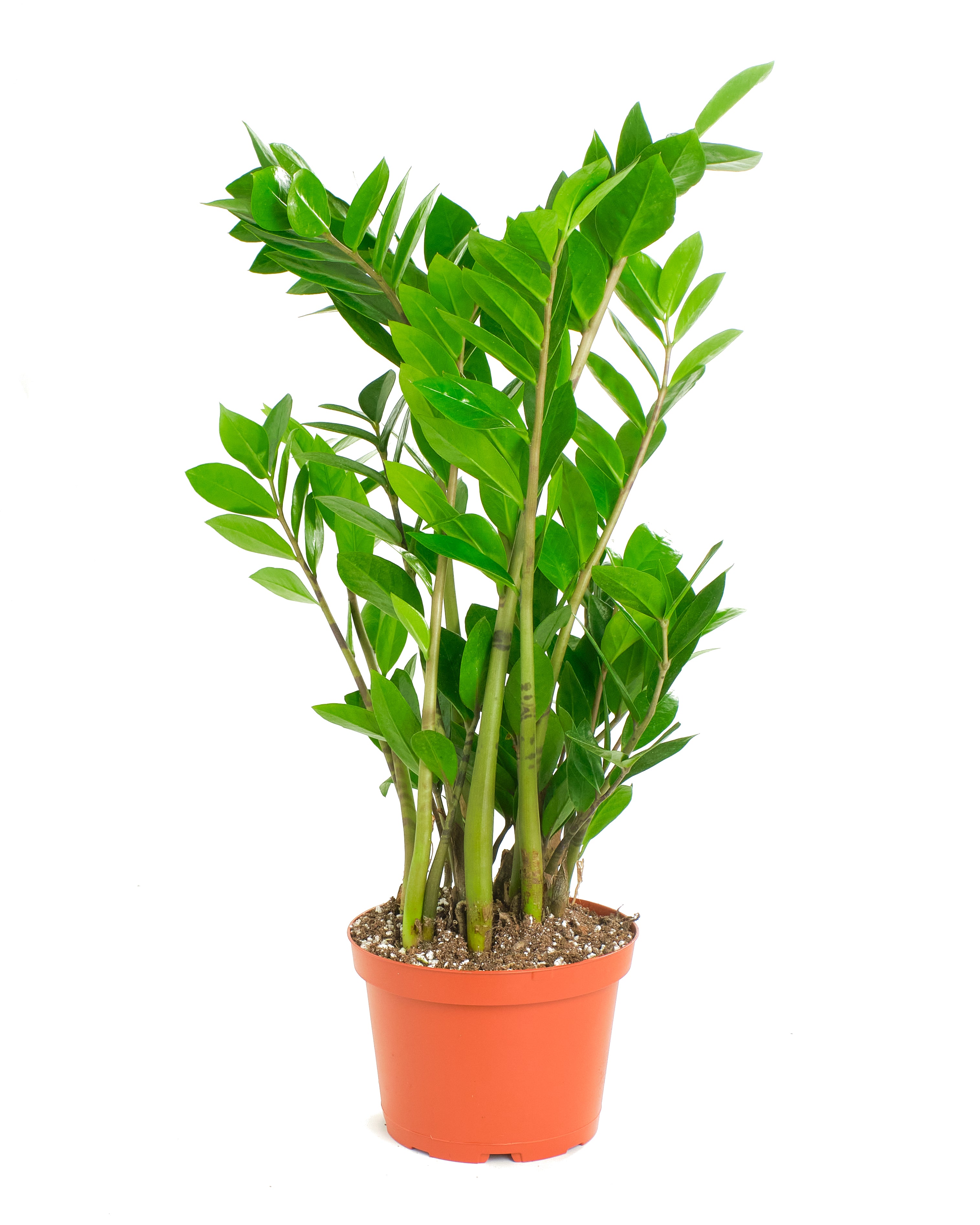 is zamia and zz plant the same Zamioculcas Zamiifolia 'ZZ Plant'