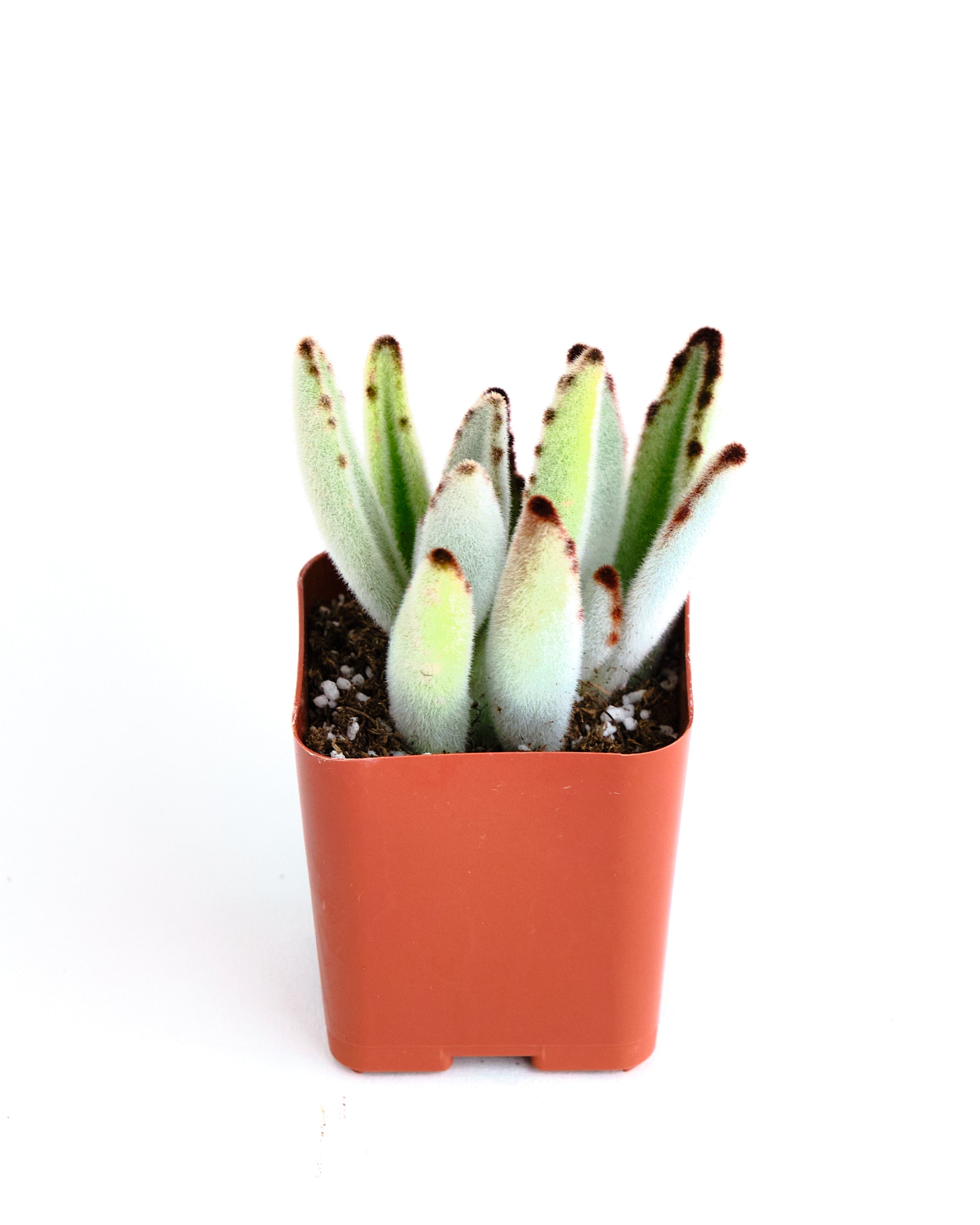 succulent panda plant Kalanchoe tomentosa 'Panda Plant' – Shop Succulents