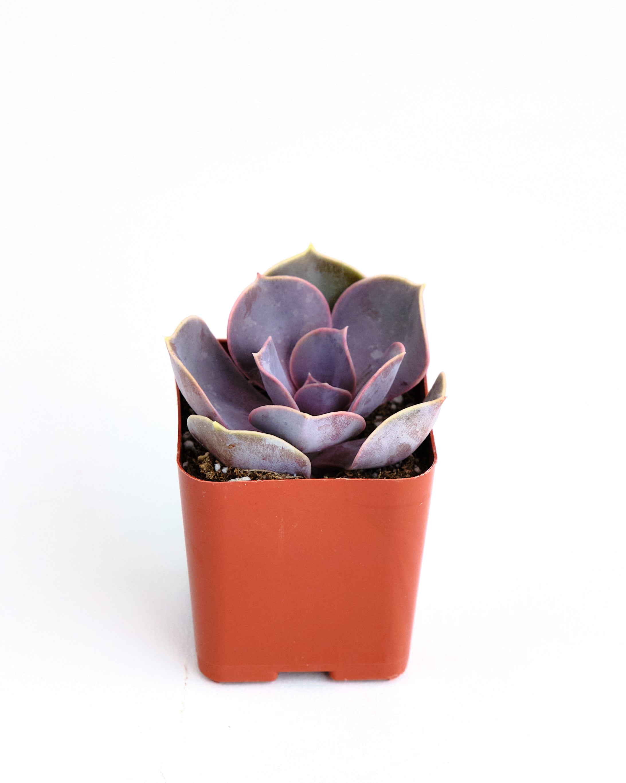 perle von succulent Echeveria 'Perle Von Nurnberg' – Shop Succulents
