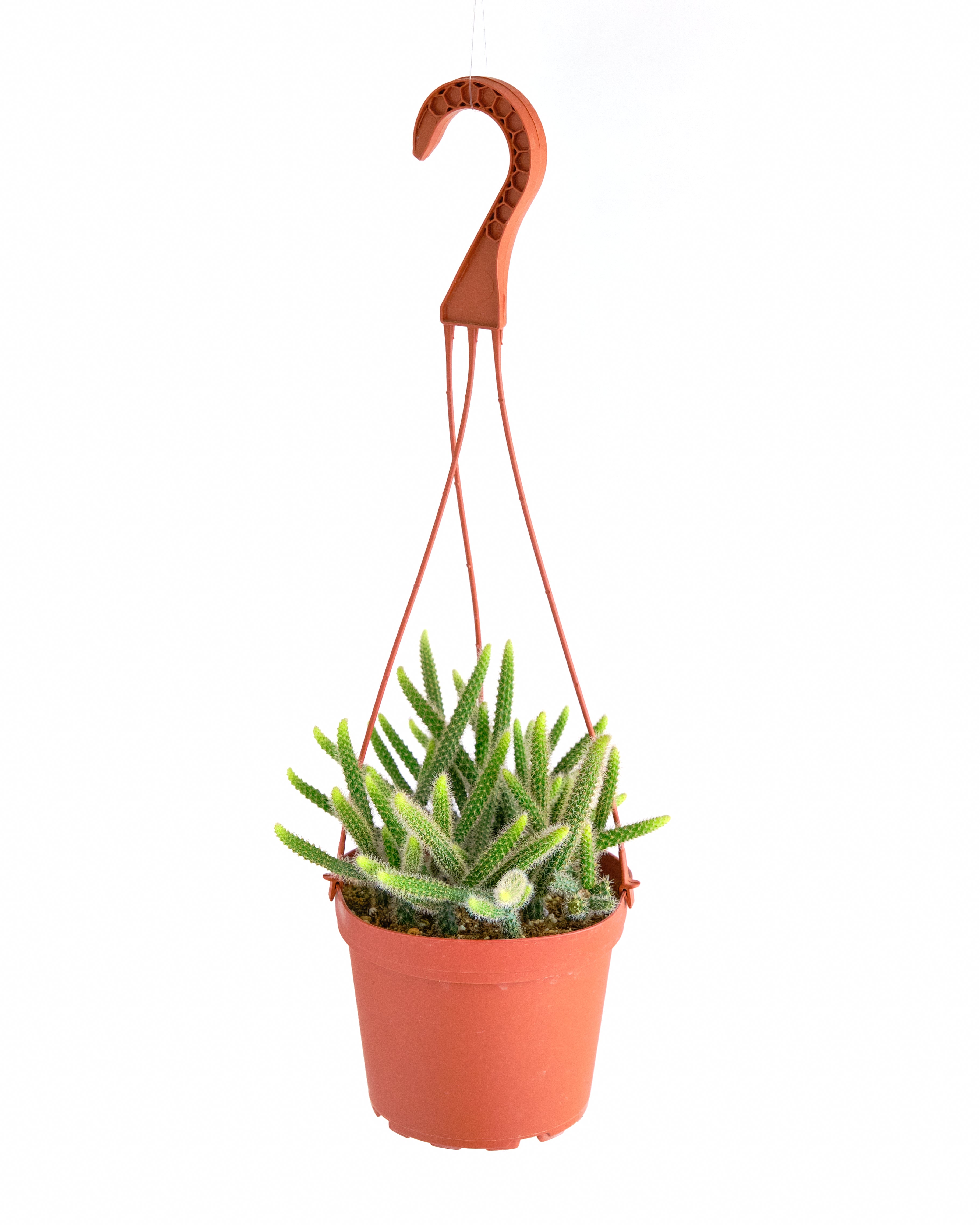 types of rat tail cactus Rat's Tail Cactus Plant "Aporocactus Flagelliformis"