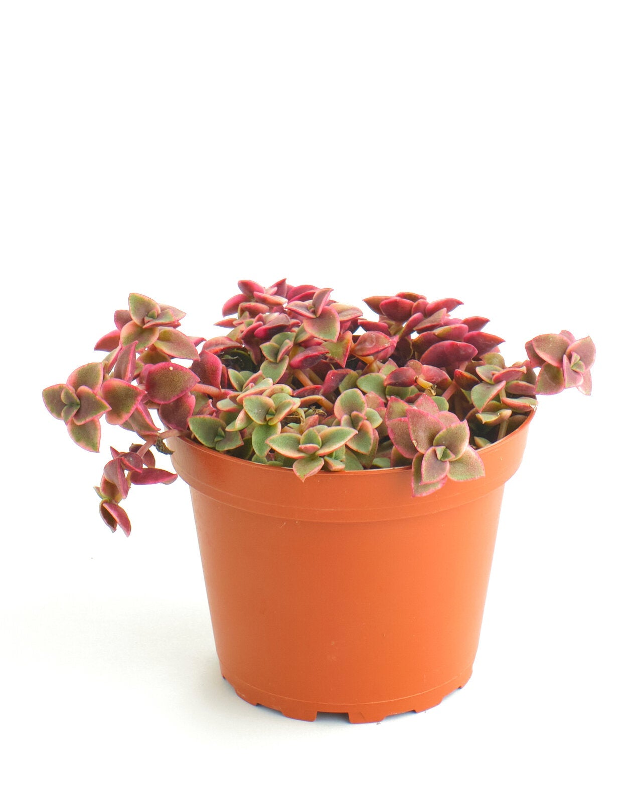 calico succulent Crassula Pellucida Variegata 'Calico Kitten' – Shop Succulents