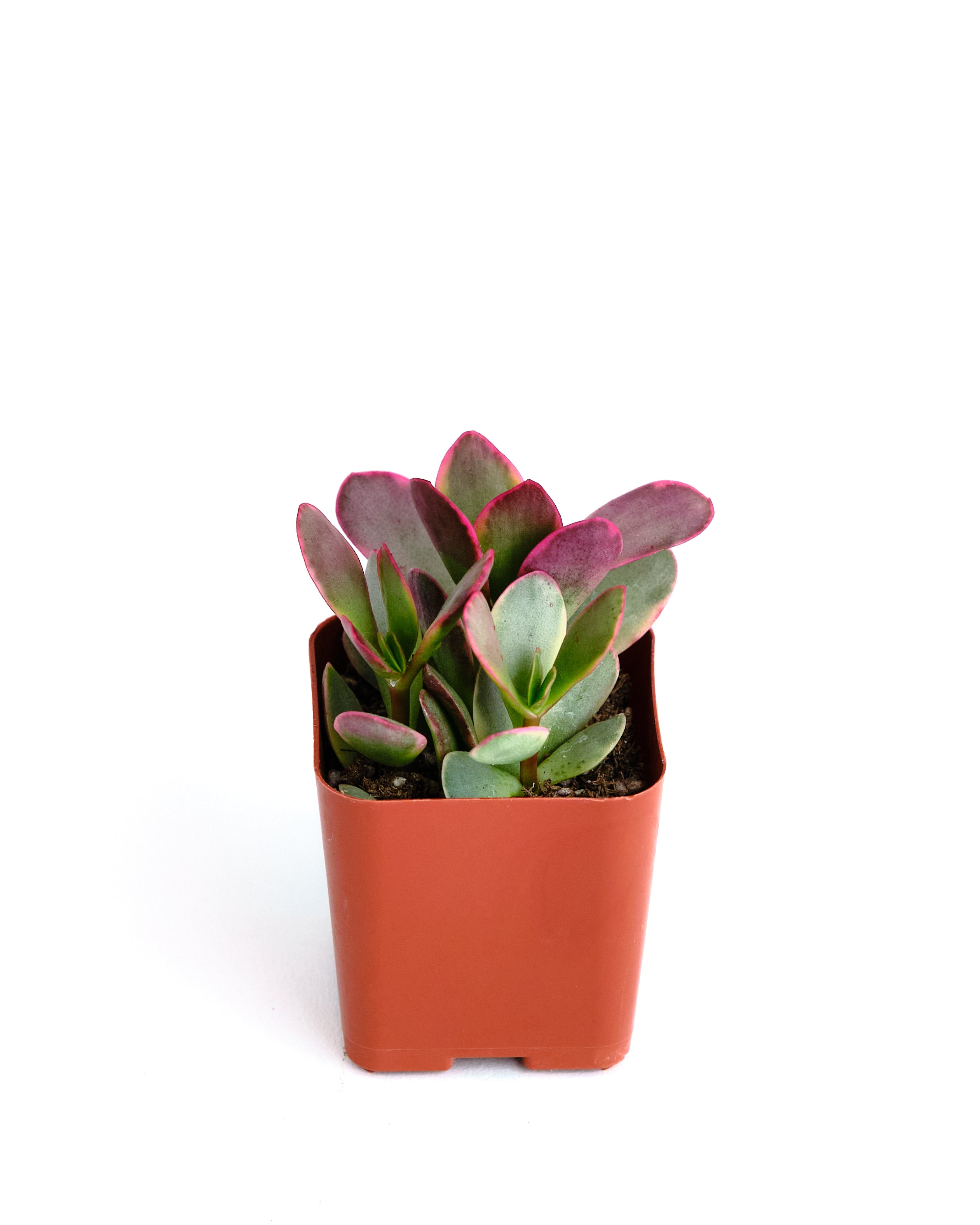 red variegated jade plant Crassula ovata variegata 'Rainbow Jade' – Shop Succulents