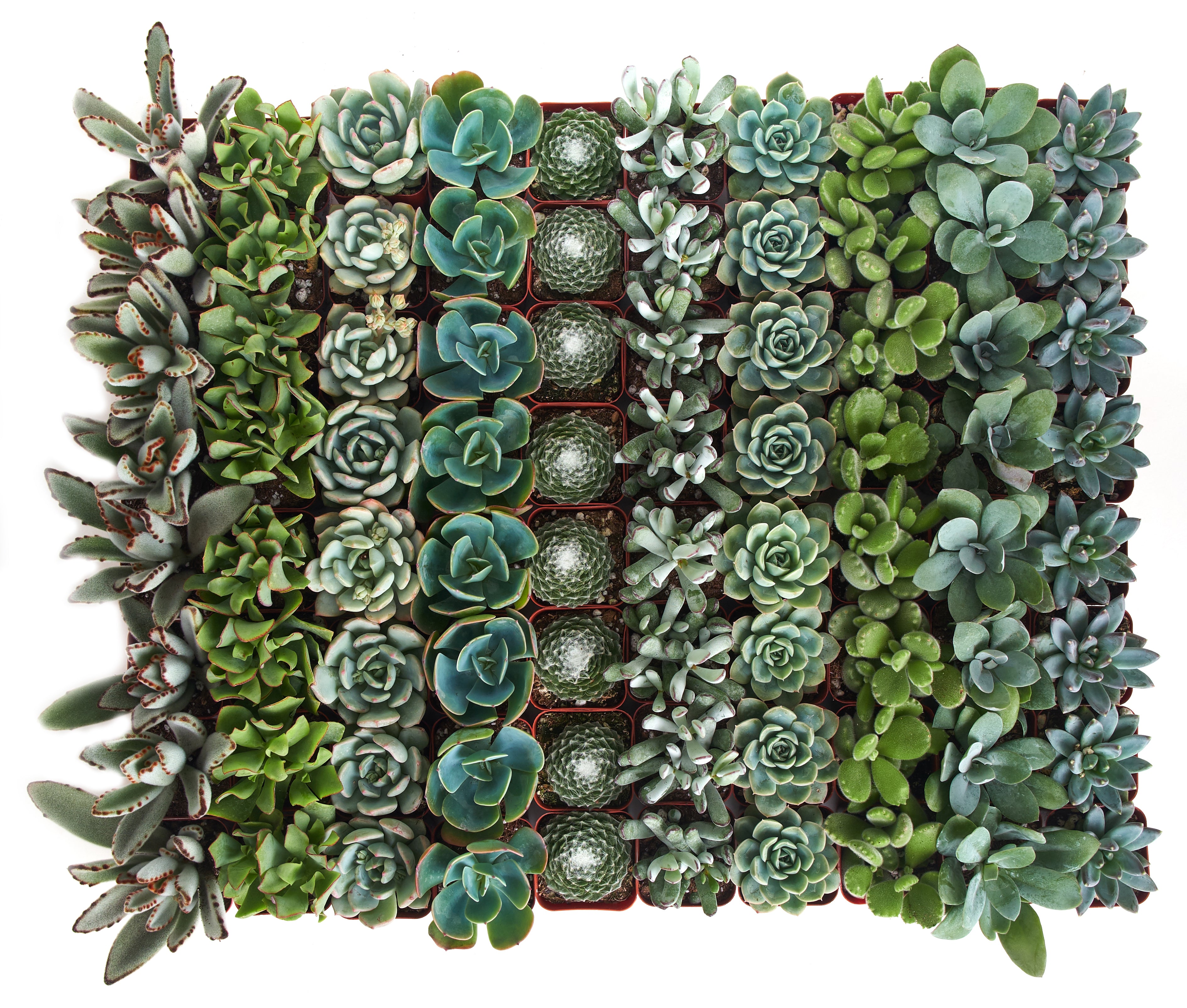 blue artificial succulents Home Botanicals Blue/Green Collection Succulent (Collection of 100)