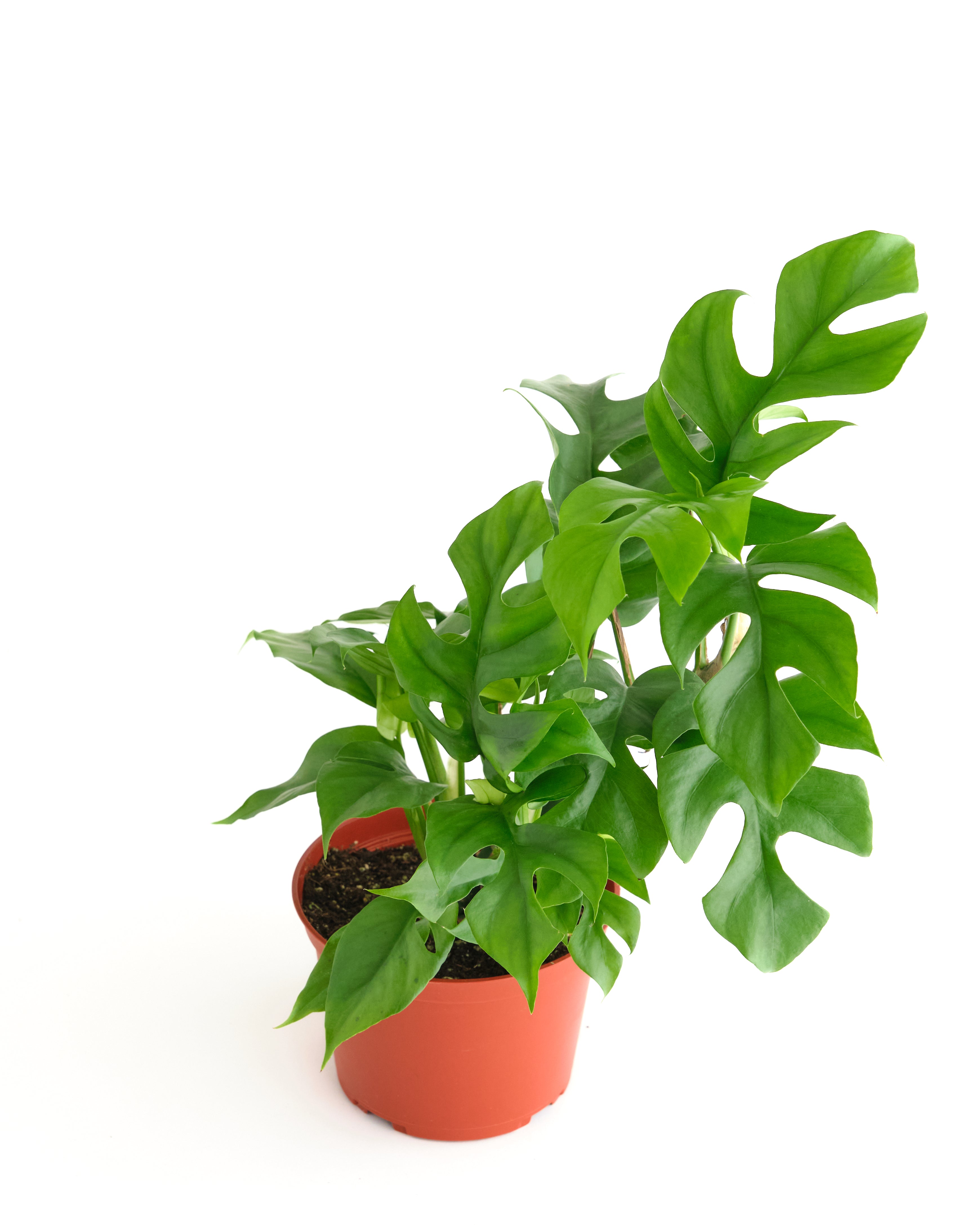 ginny philodendron care Philodendron 'Ginny'
