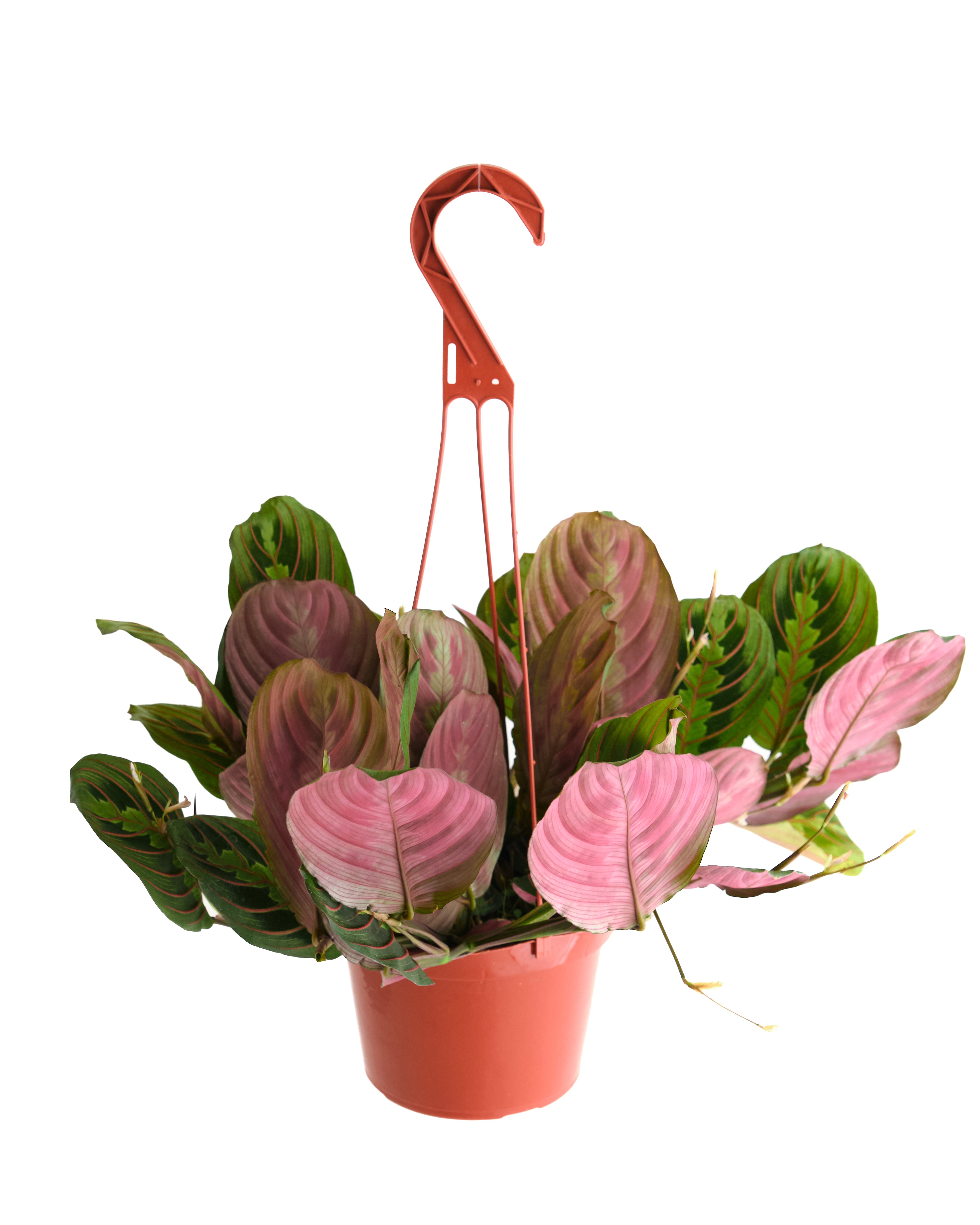 does prayer plant flower Maranta Red 'Prayer Plant' – Shop Succulents