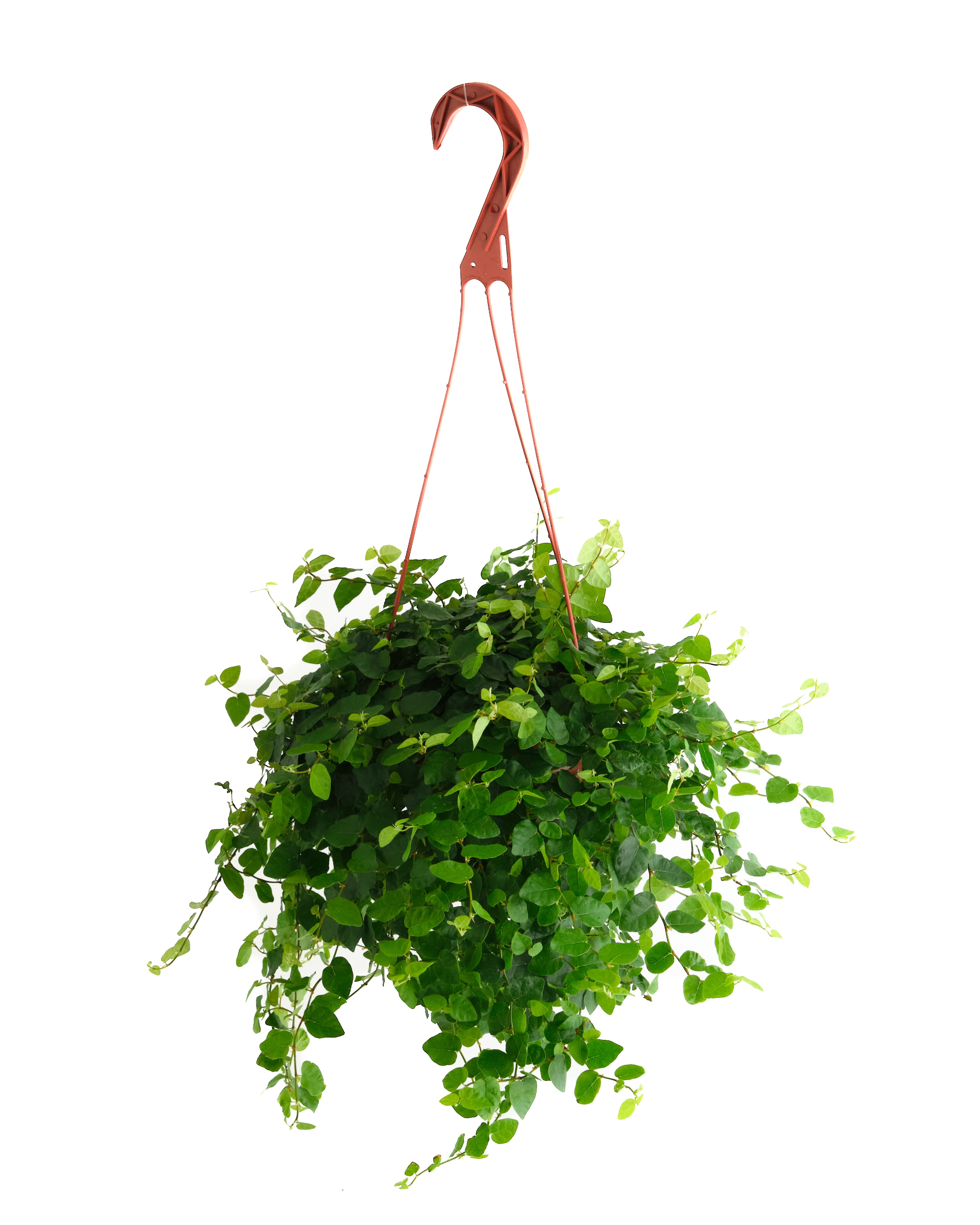 creeping fig plant indoor Ficus repens 'Creeping Fig' – Shop Succulents