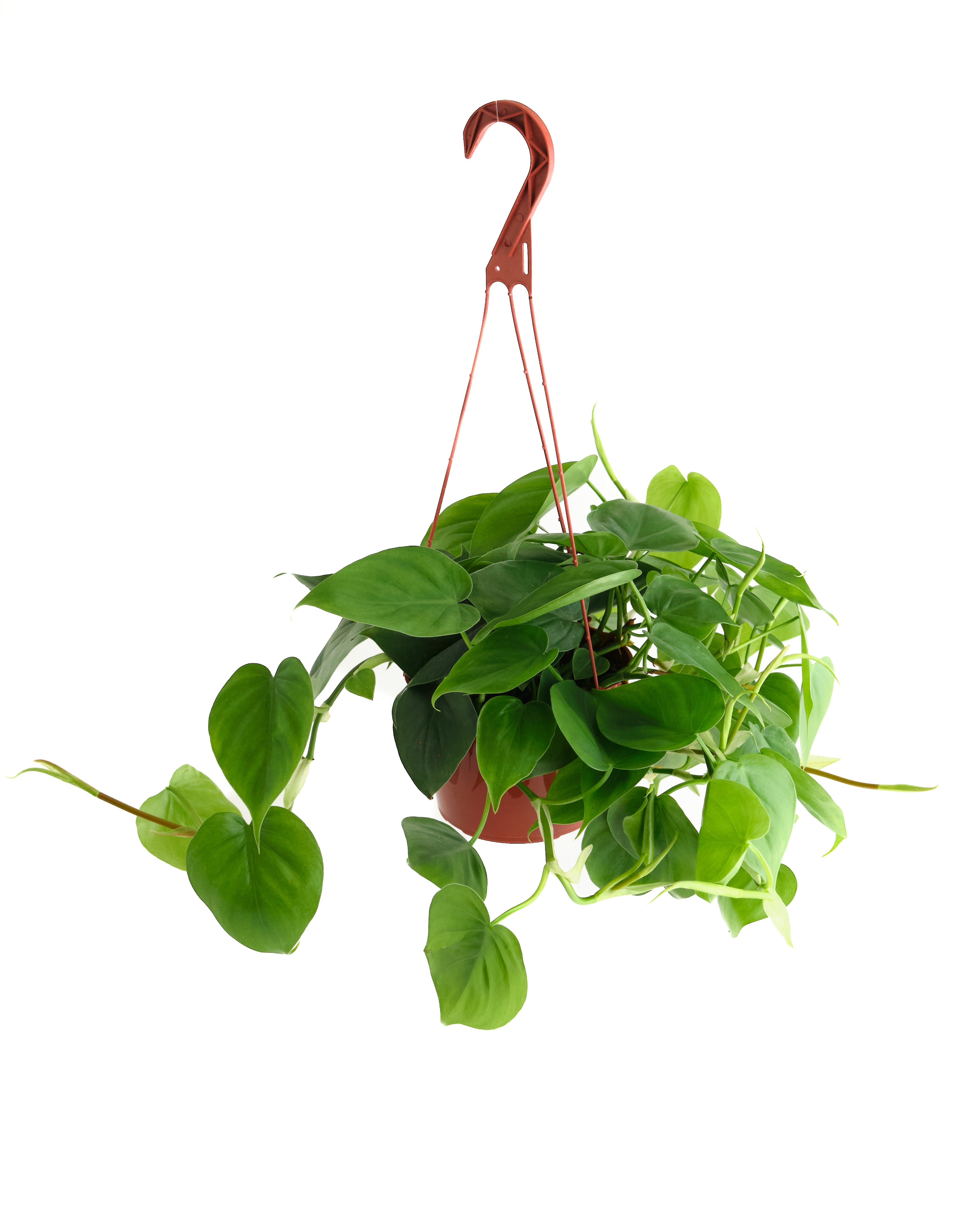 buy philodendron cordatum Philodendron Cordatum 'Heartleaf' – Shop Succulents