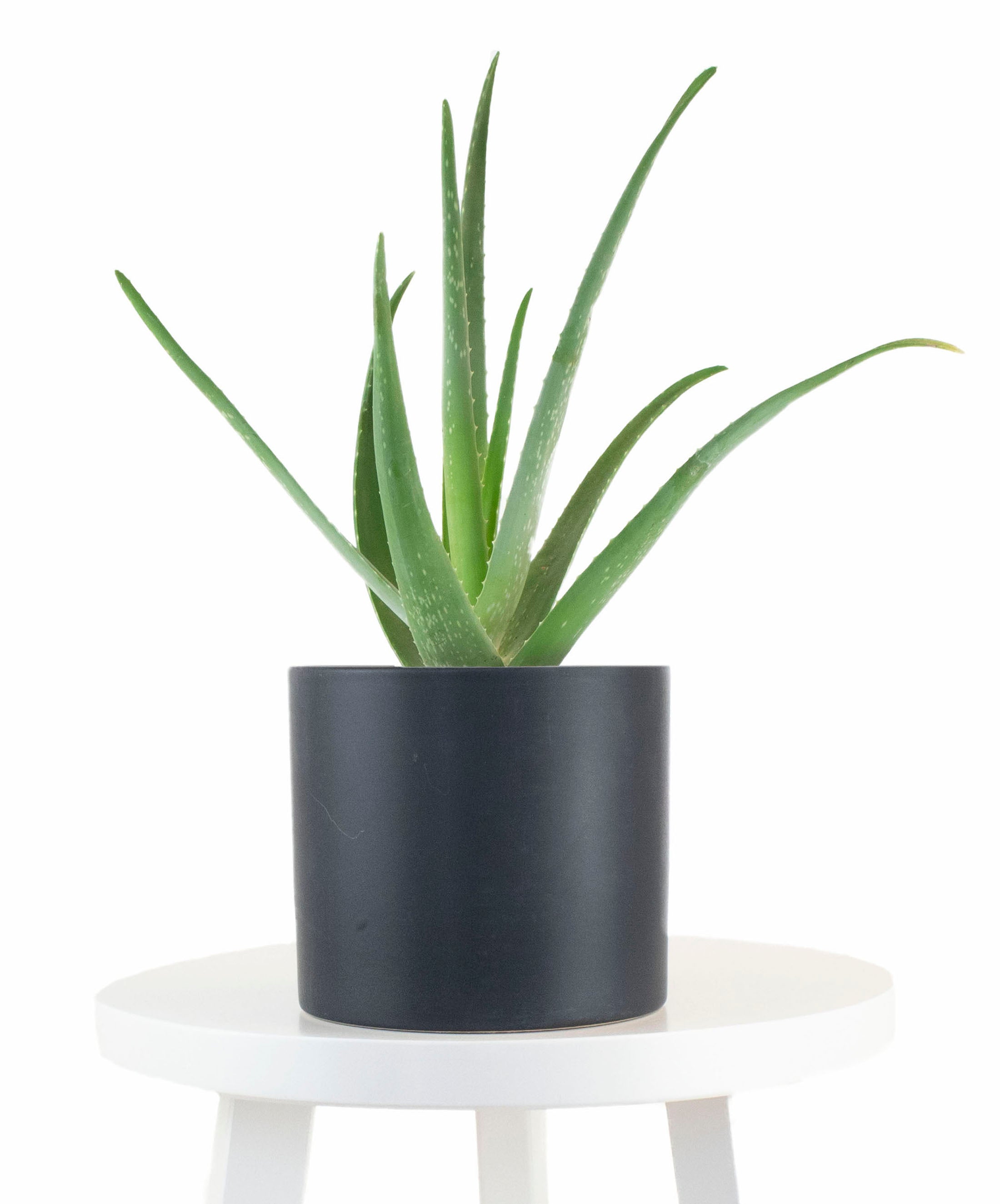 black aloe vera plant Aloe Vera House Plant in Black Ceramic Cylinder Planter – Shop Succulents