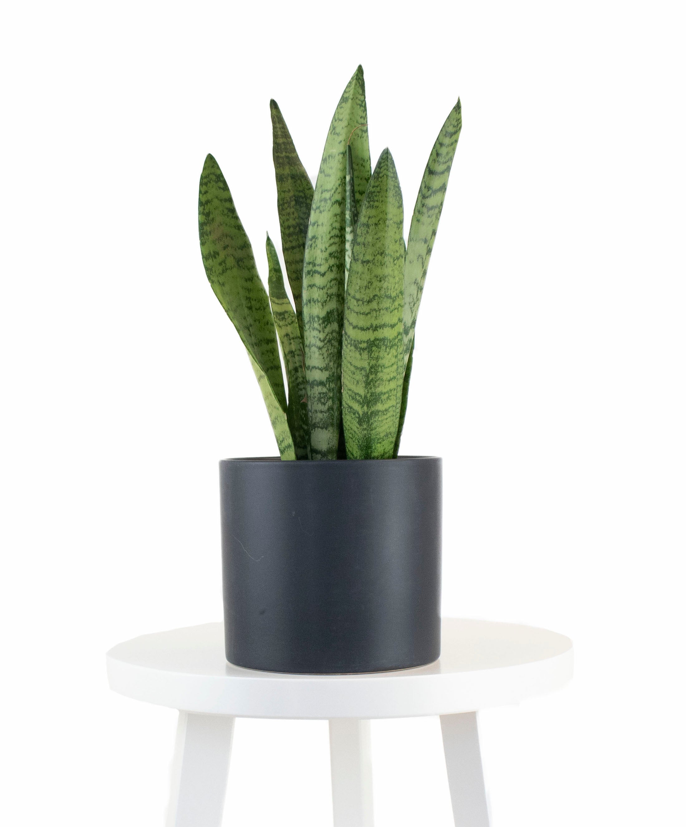 black planter snake plant Sansevieria Zeylanica in Black Ceramic Cylinder Planter – Shop Succulents