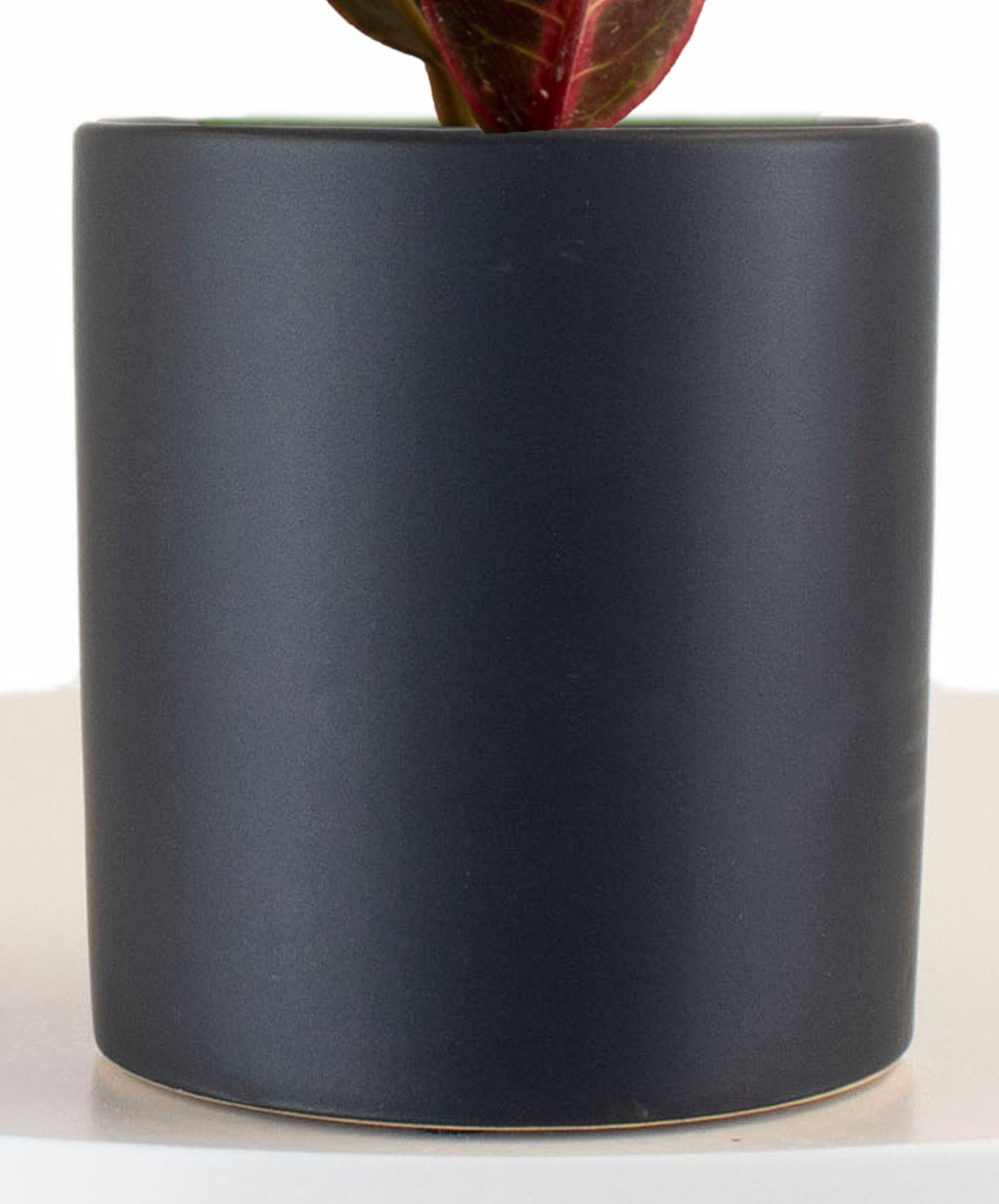 Croton Petra House Plant in Black Ceramic Cylinder Planter
