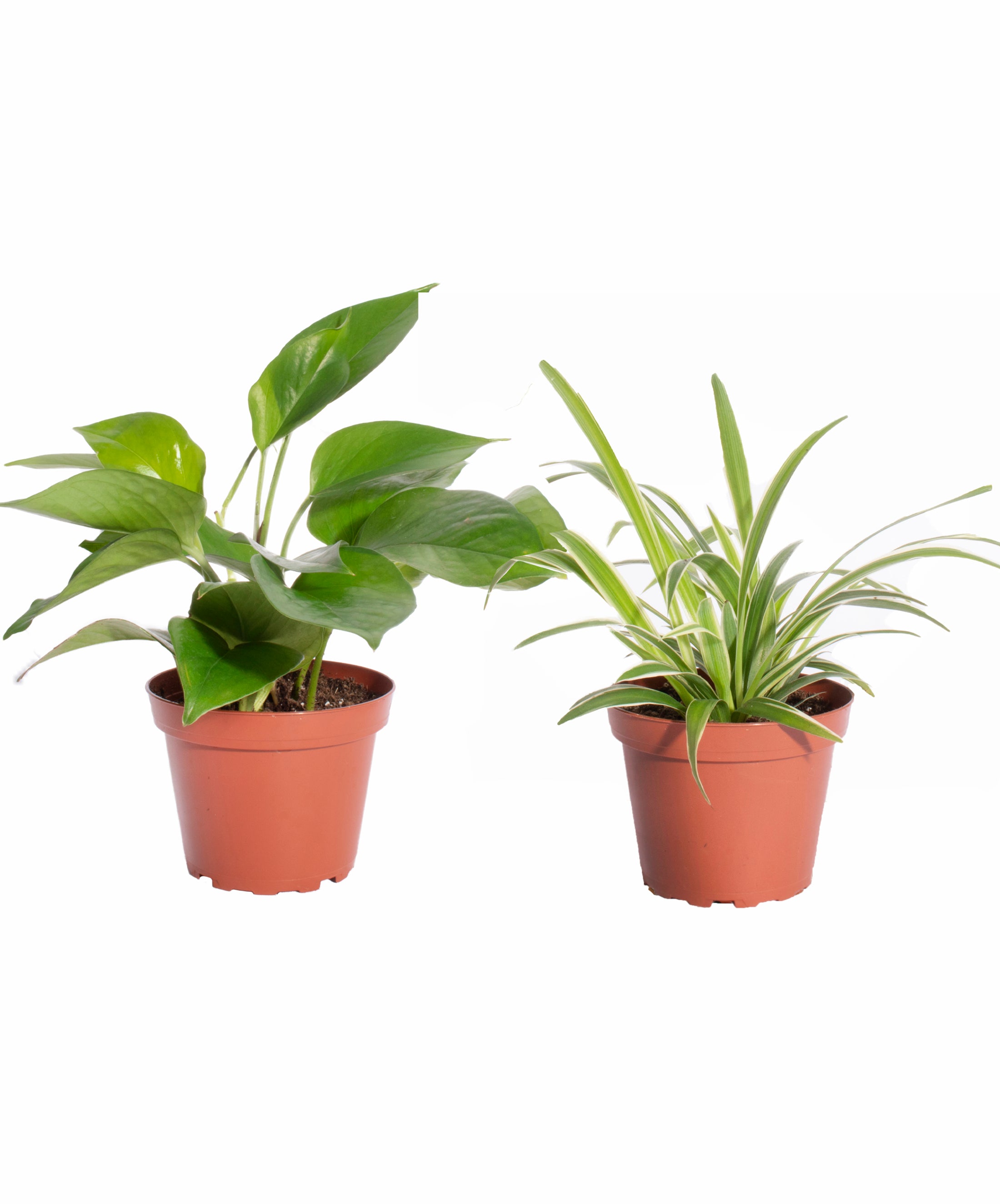 spider plant and pothos together Pothos & Spider Plant