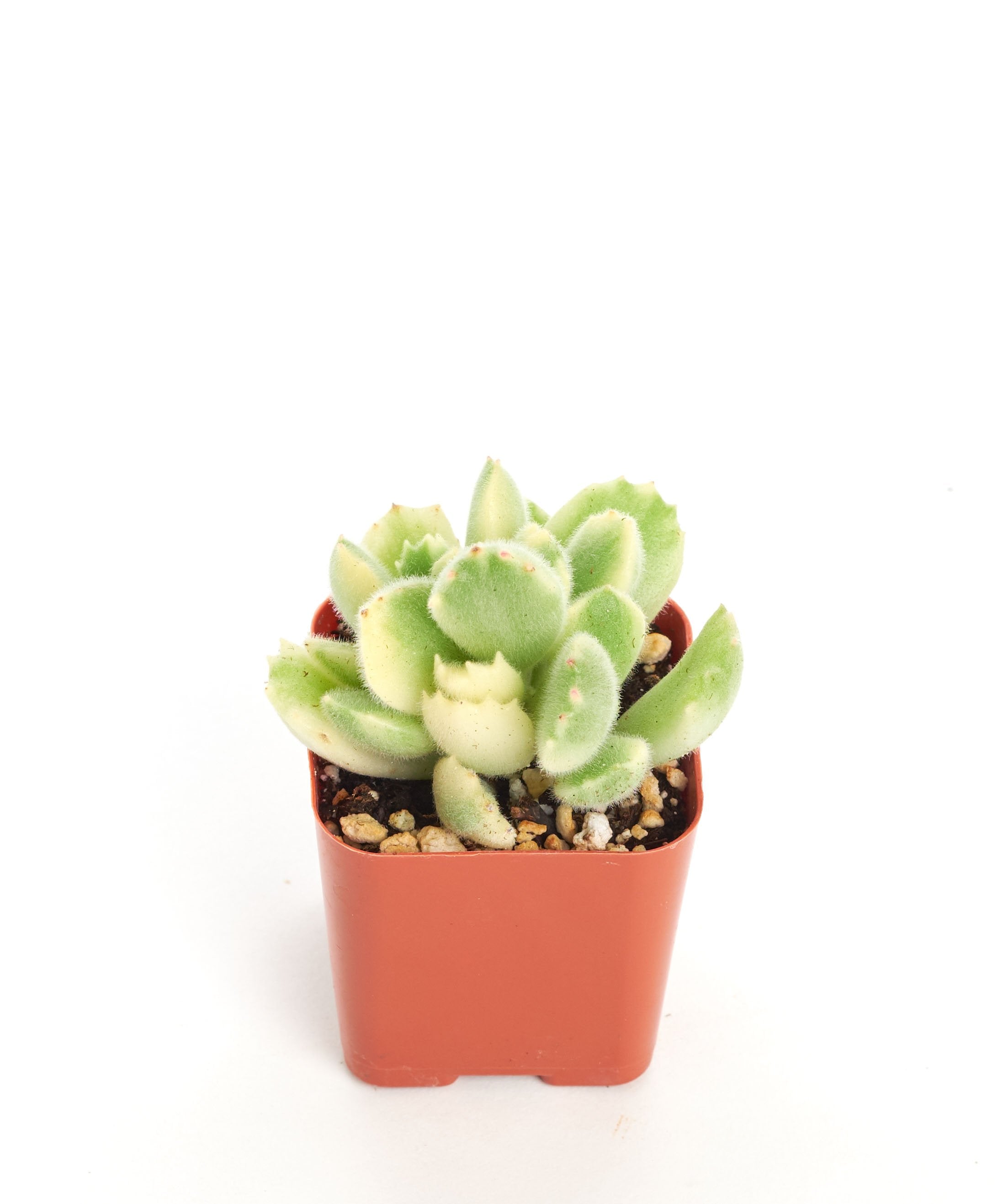variegated bear paw succulent Cotyledon tomentosa variegata 'Variegated Bear Paw' – Shop Succulents