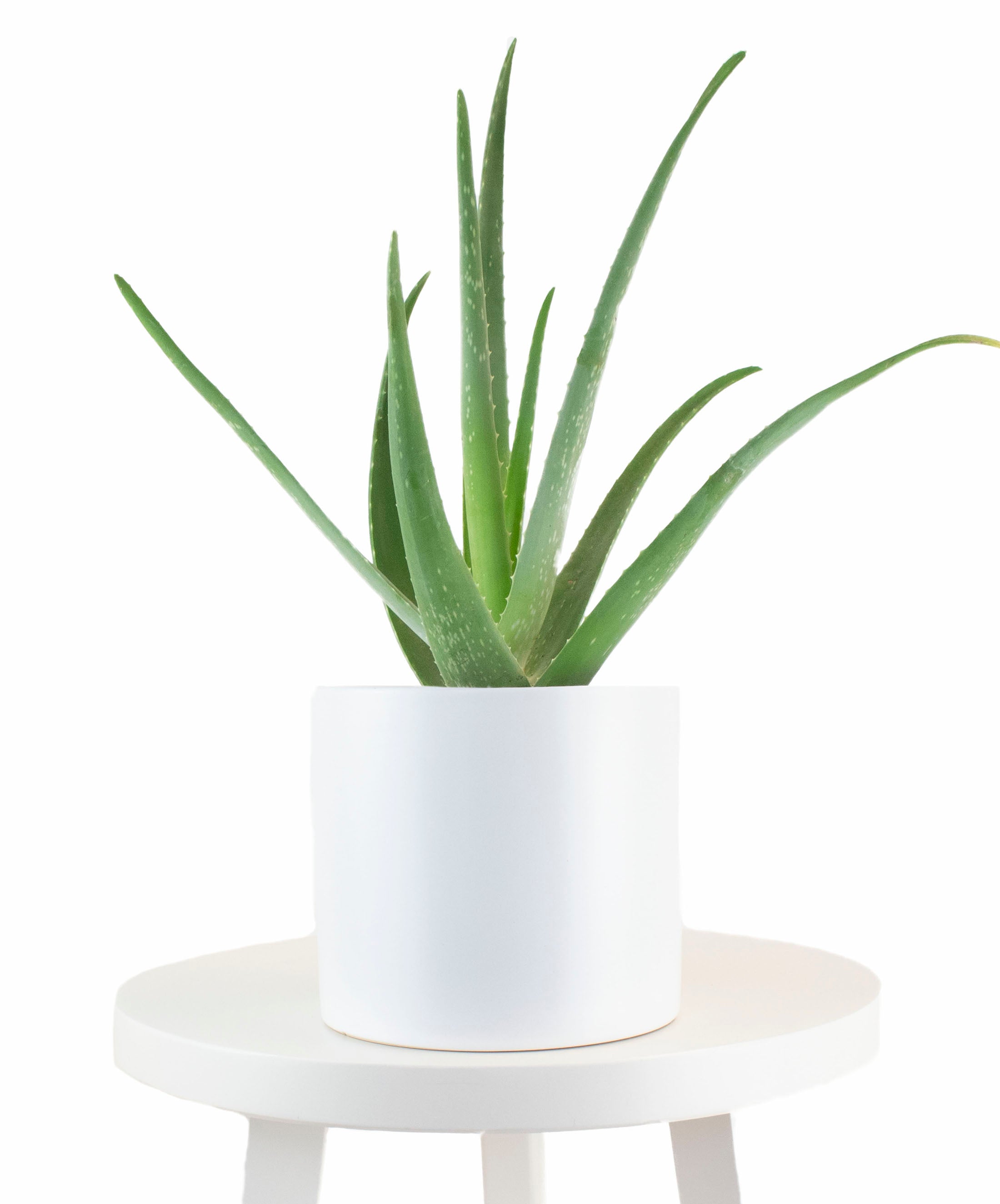 artificial aloe vera plant in pot Aloe Vera House Plant in White Ceramic Cylinder Planter – Shop Succulents