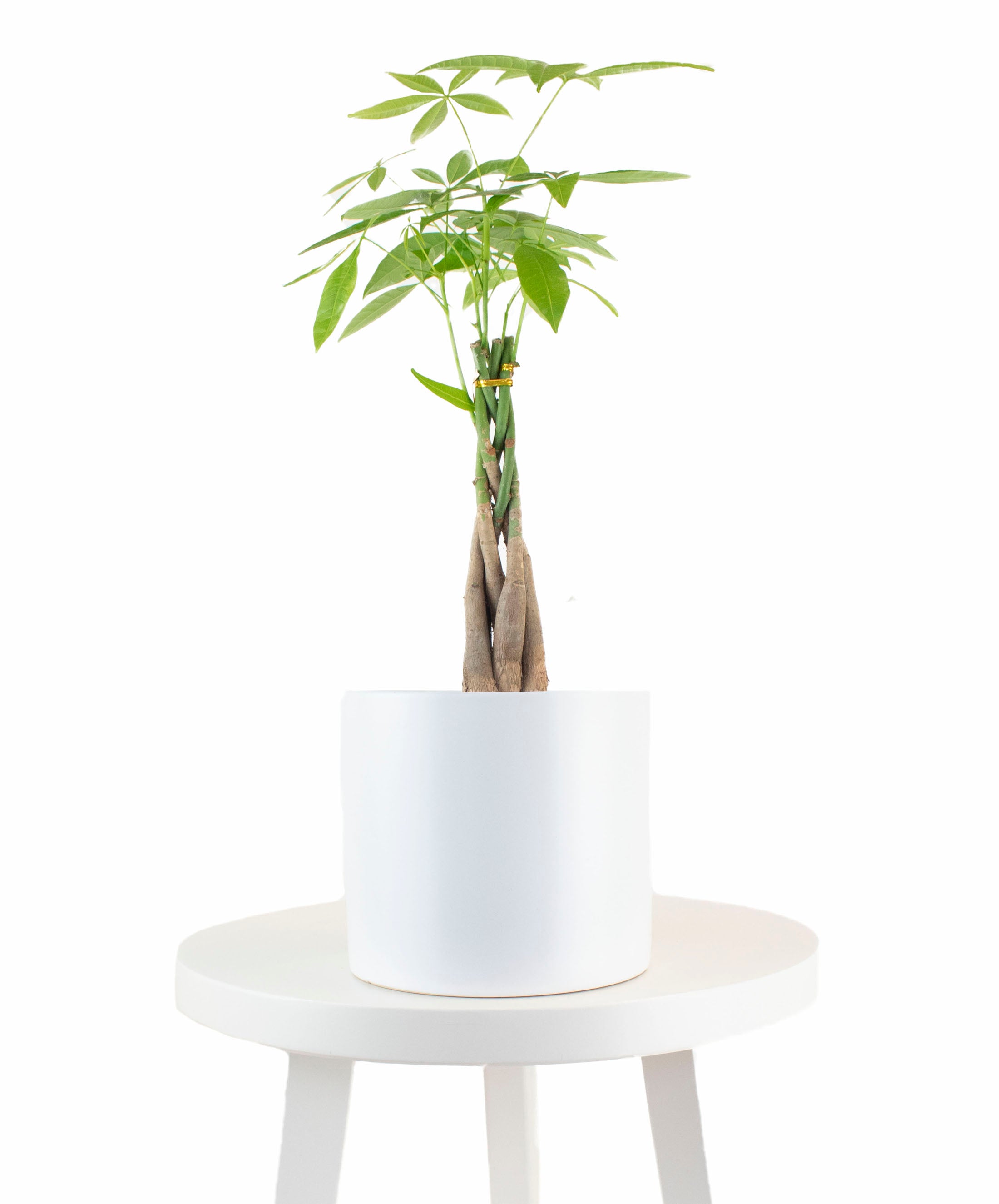 money tree white pot Money Tree Plant in White Ceramic Cylinder Planter – Shop Succulents