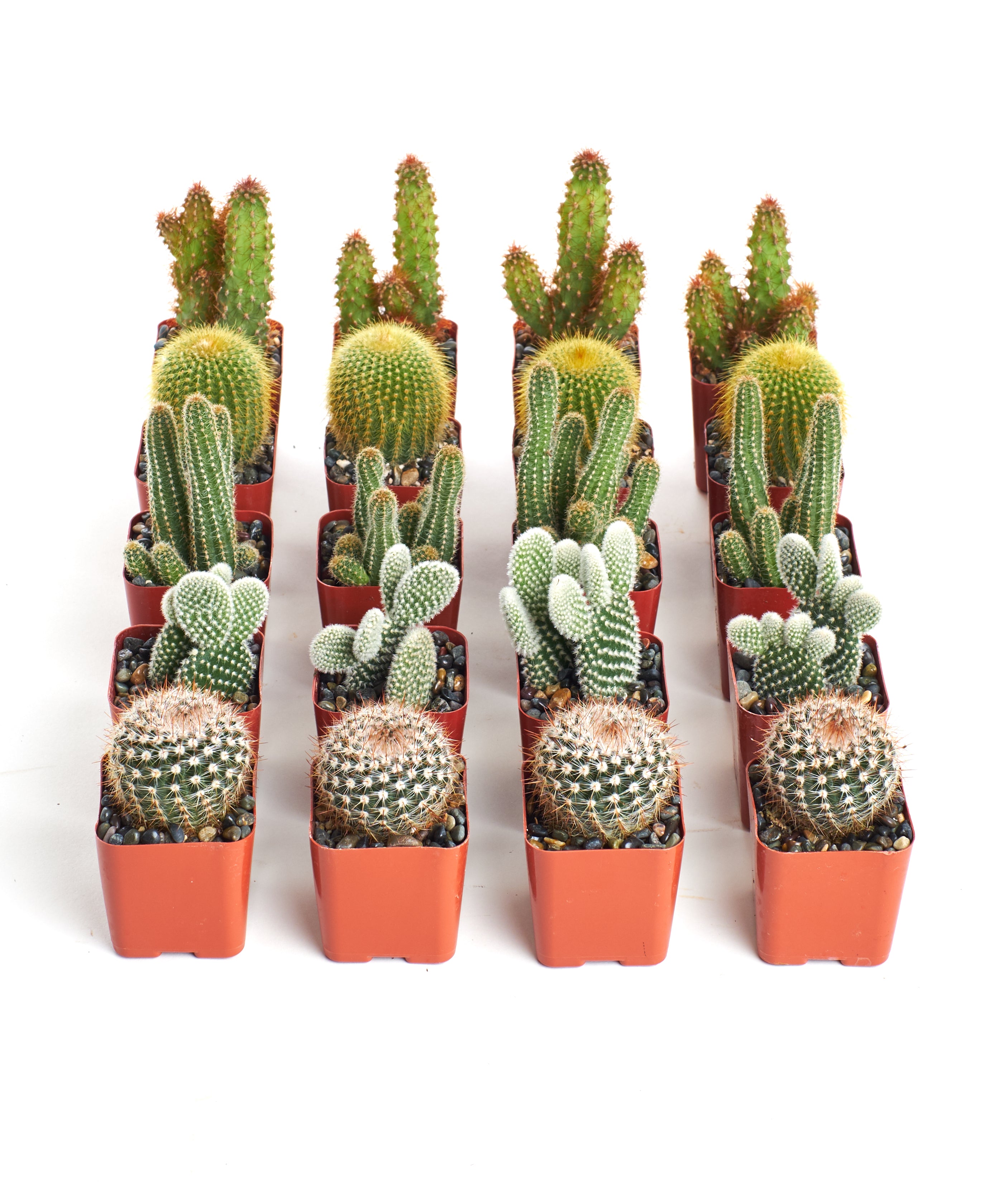 small cactus plants indoor Shop Succulents Premium Live Mini Cactus Plants in Bulk 2" Pots, Easy Care Indoor or Outdoor Gardening, Terrariums, Favors, & Contemporary Spaces