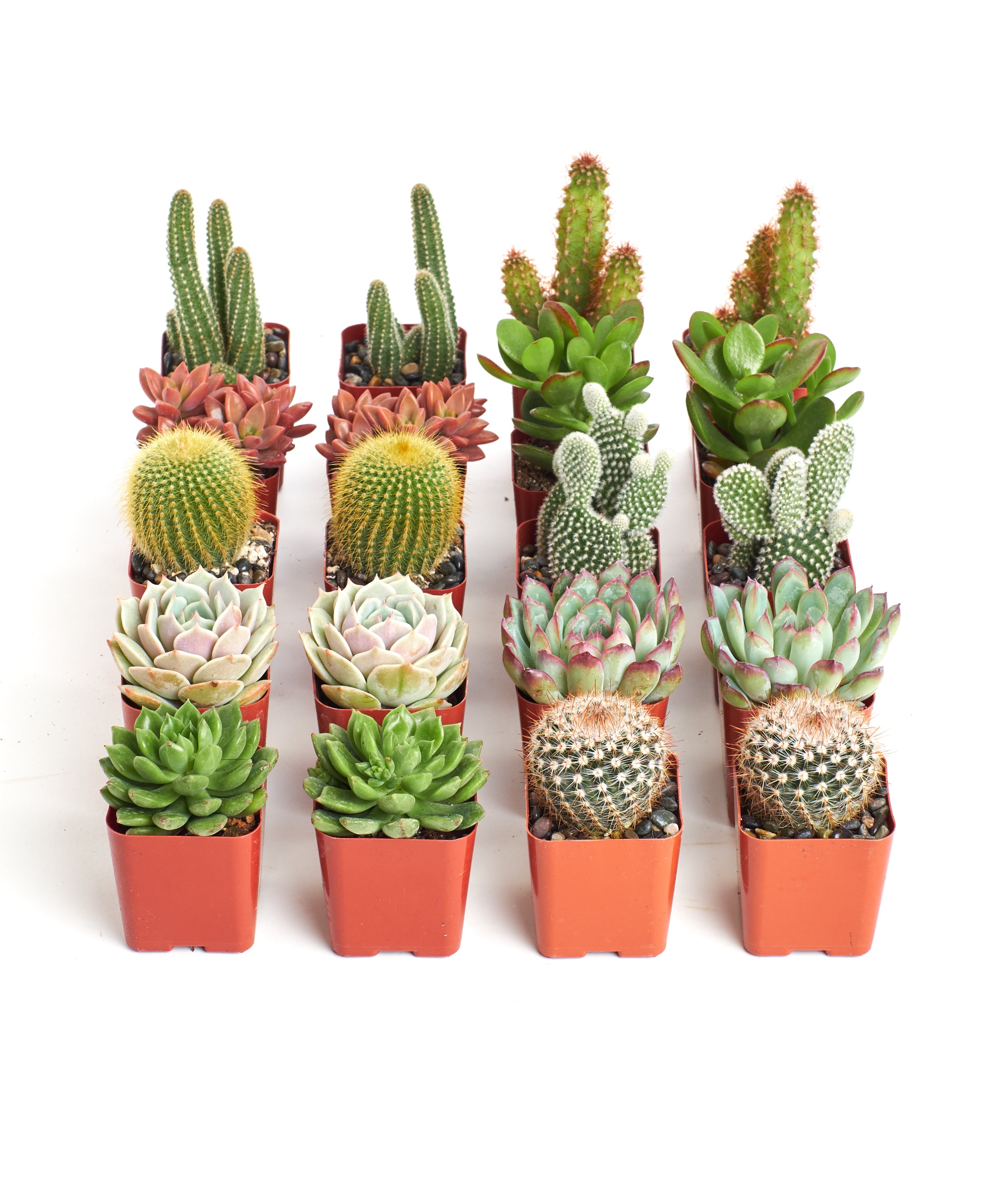 types of small succulent plants Shop Succulents Premium Live Mini Cactus and Succulent Plants in 2" Pots, Easy Care Indoor or Outdoor Gardening, Terrariums, Fa